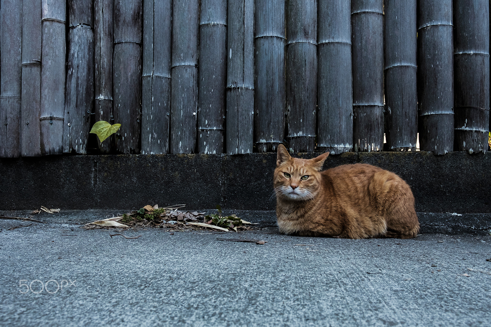 Fujifilm X-T1 + Fujifilm XF 23mm F2 R WR sample photo. Hmm photography