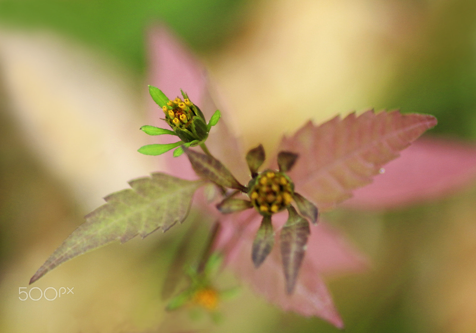 Canon EOS 650D (EOS Rebel T4i / EOS Kiss X6i) sample photo. Flower photography