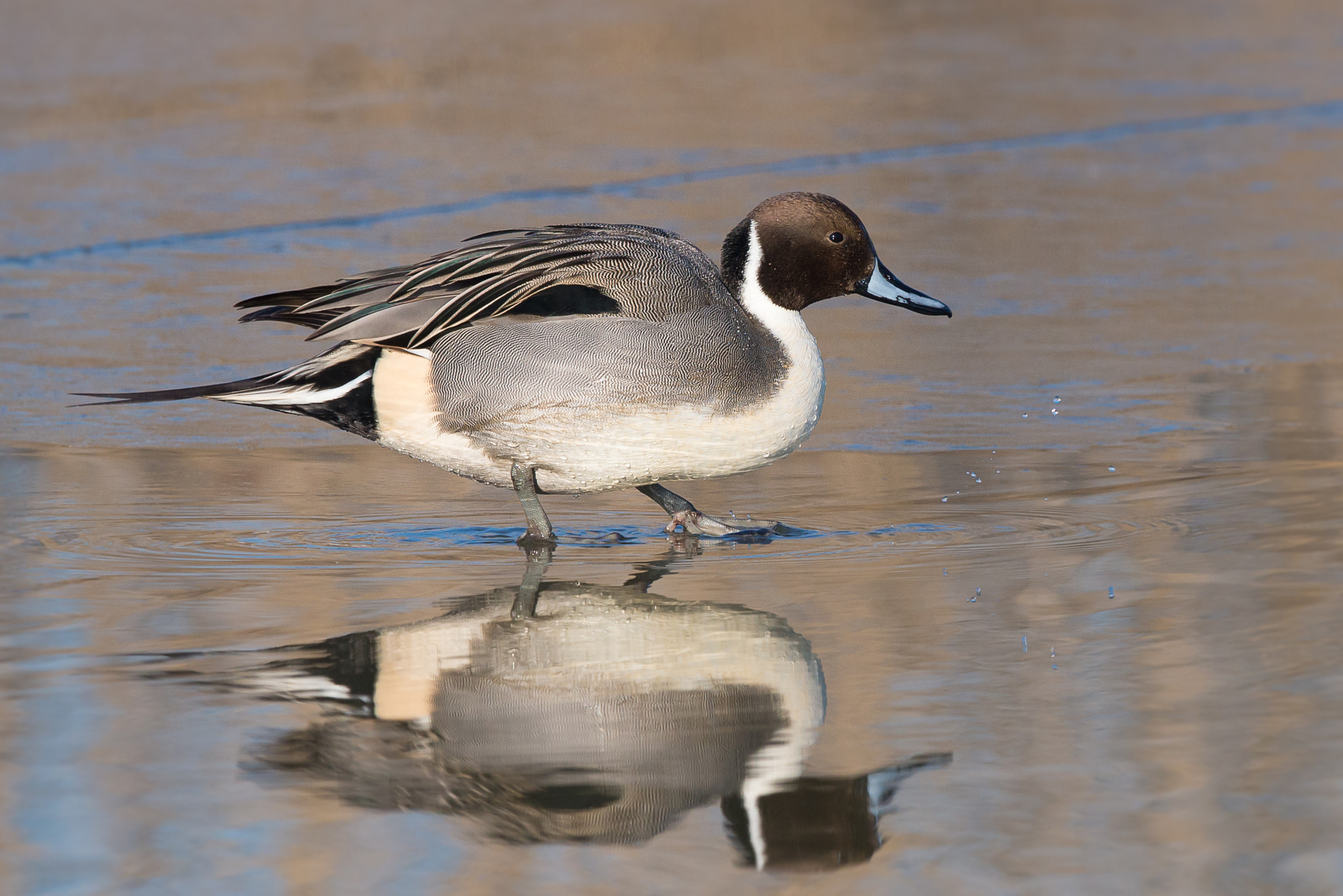 Nikon D610 + Nikon AF-S Nikkor 500mm F4G ED VR sample photo. Pintail on the ice photography