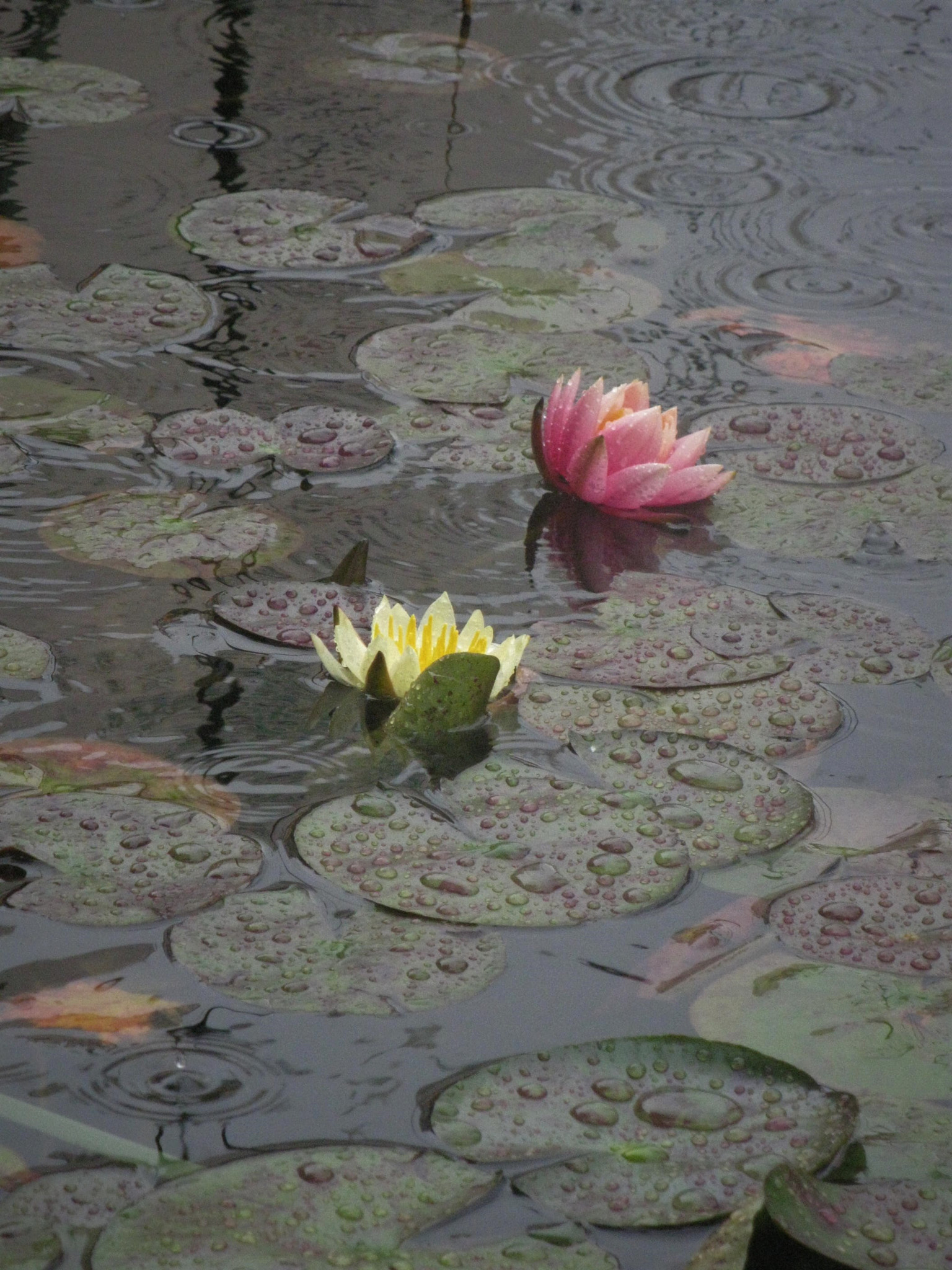 Canon PowerShot A2000 IS sample photo. Water lilies photography