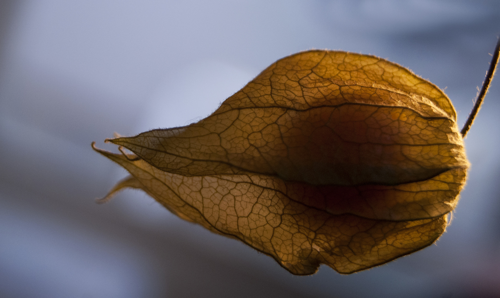 Sony Alpha DSLR-A230 + Sony DT 18-55mm F3.5-5.6 SAM sample photo. Physalis symphony  ©liz photography photography