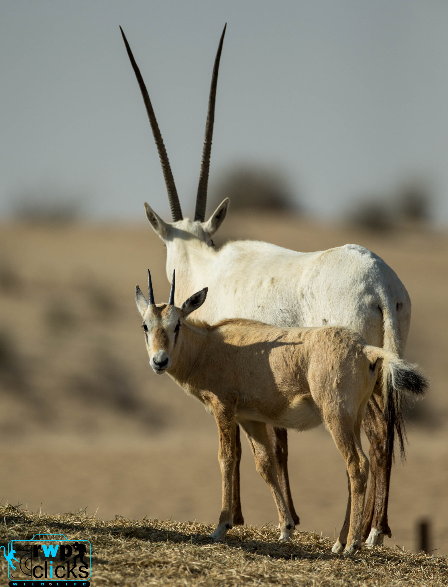 Canon EF 500mm F4L IS USM sample photo. Arabian oryx..  photography