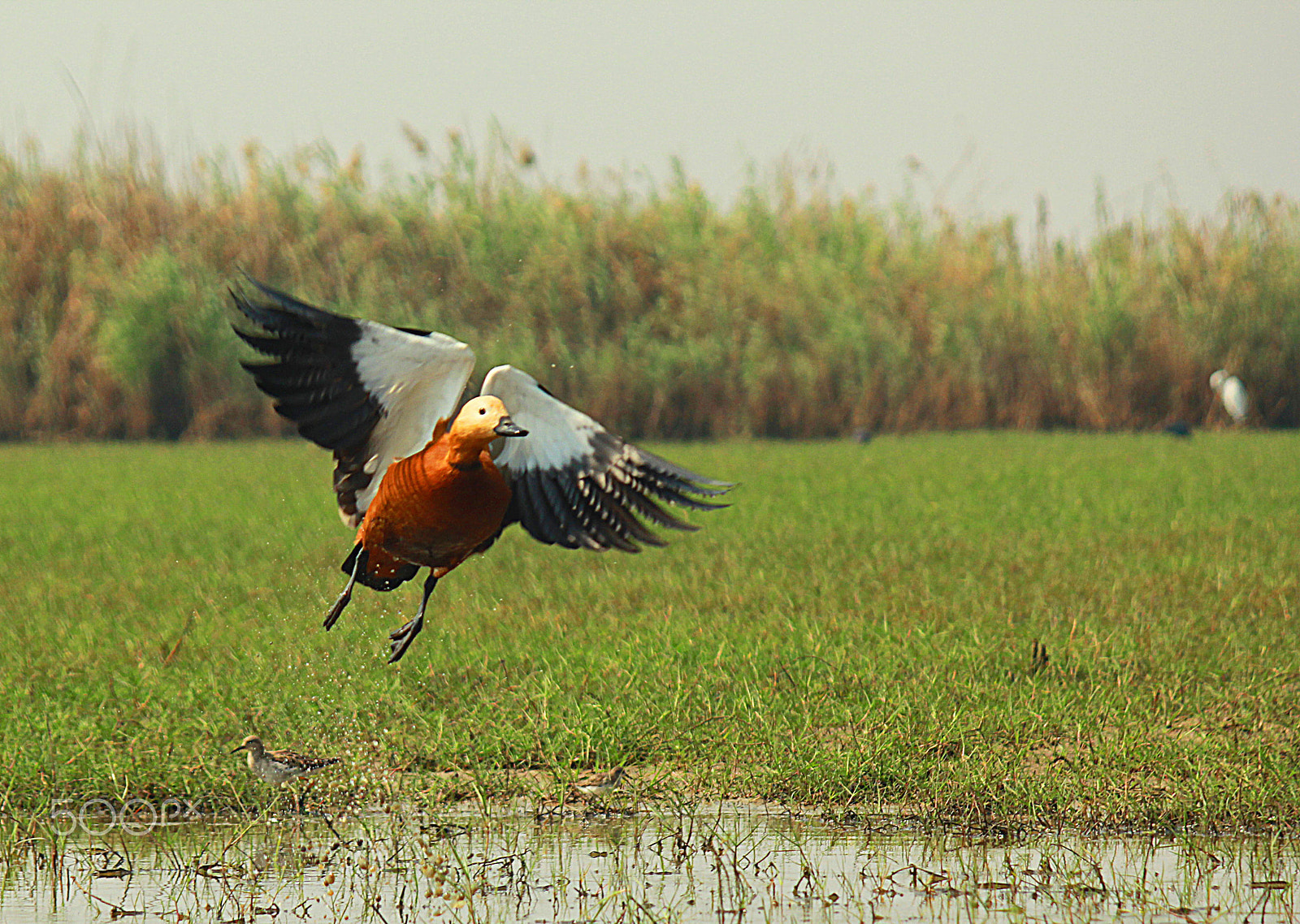 Canon EF-S 55-250mm F4-5.6 IS sample photo. Ruddy shelduck if imagined as birdman cartoon photography