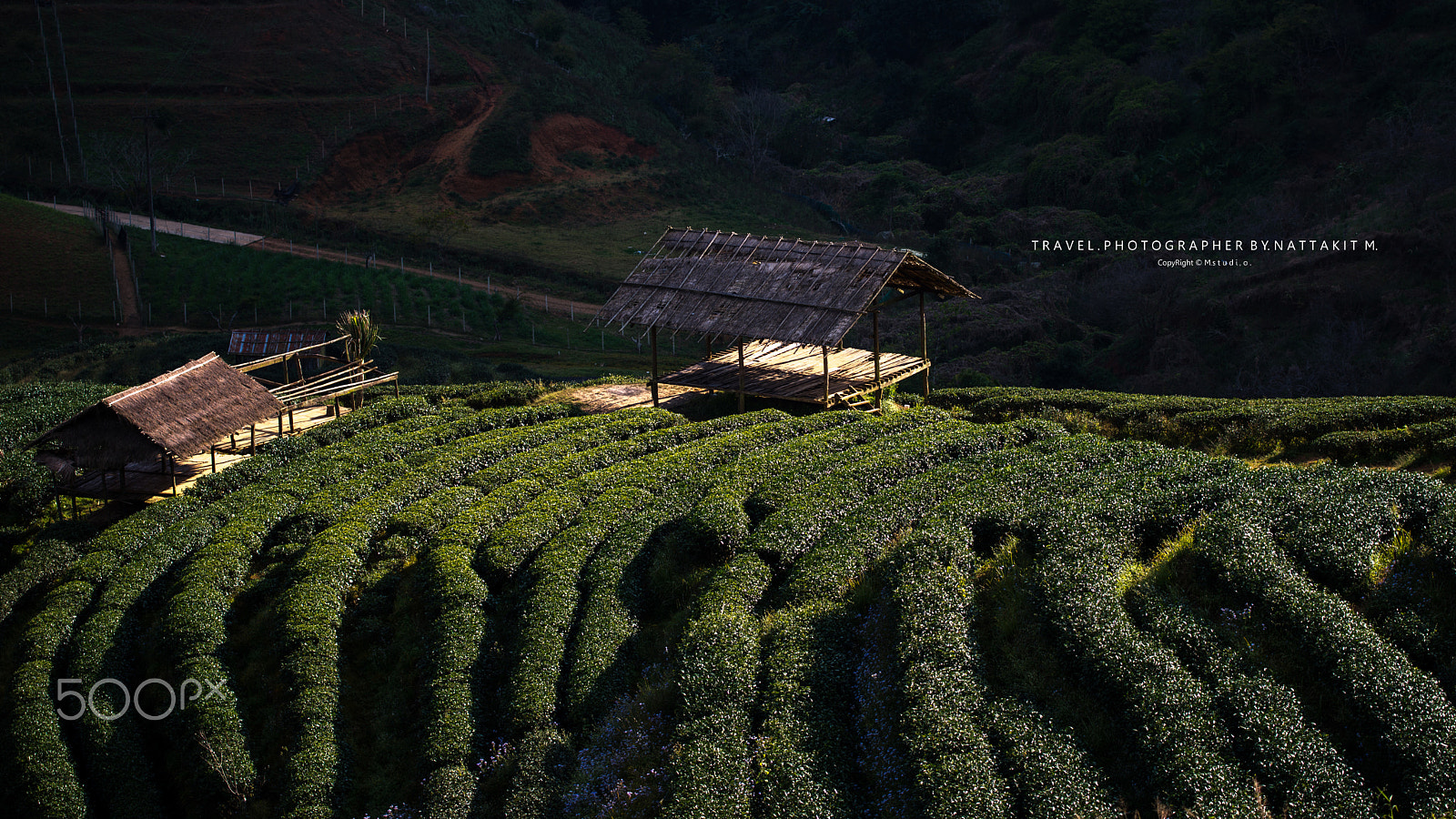 Nikon AF-S Nikkor 70-200mm F4G ED VR sample photo. Tea graden photography