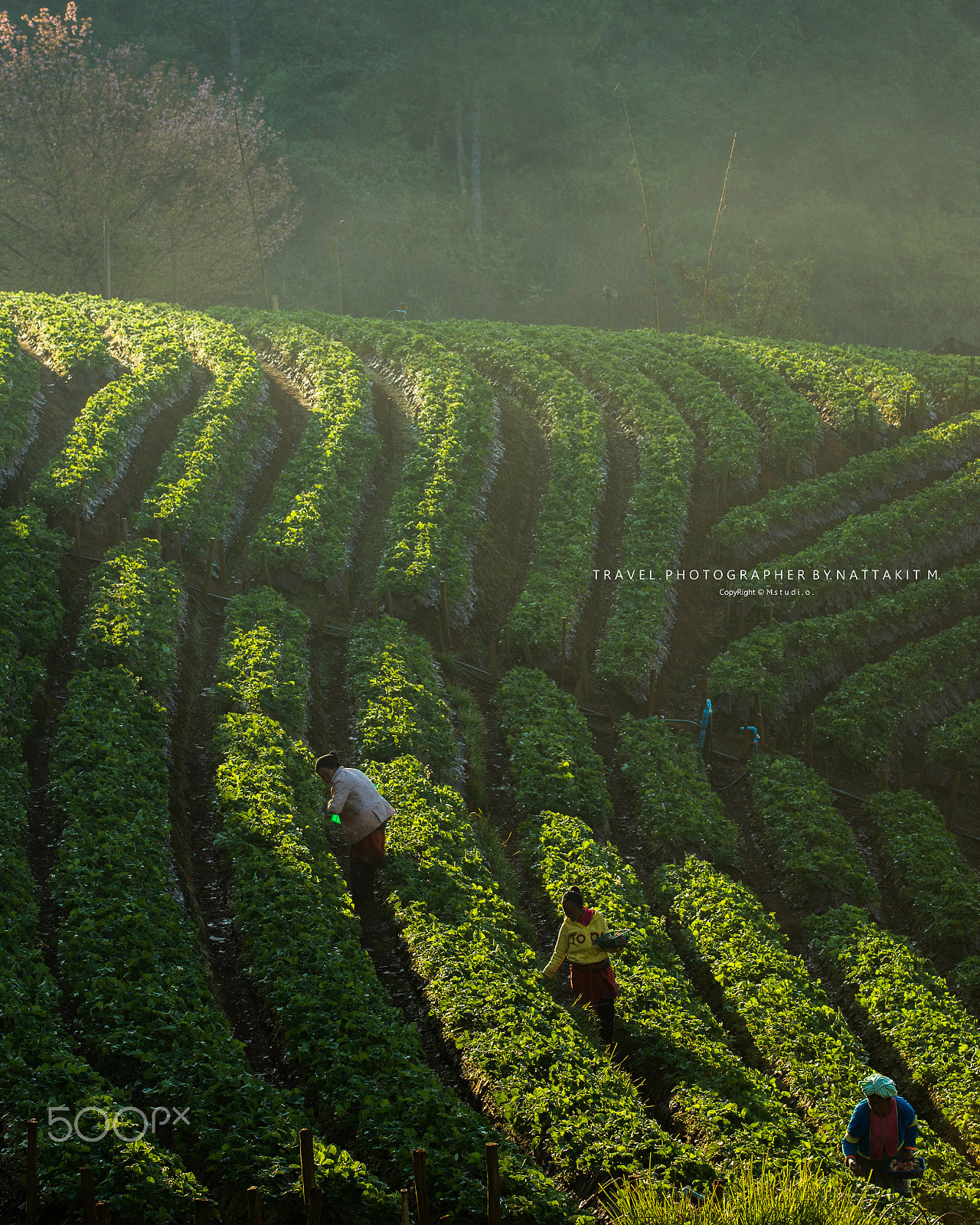 Nikon AF-S Nikkor 70-200mm F4G ED VR sample photo. Ang khang strawberry garden photography