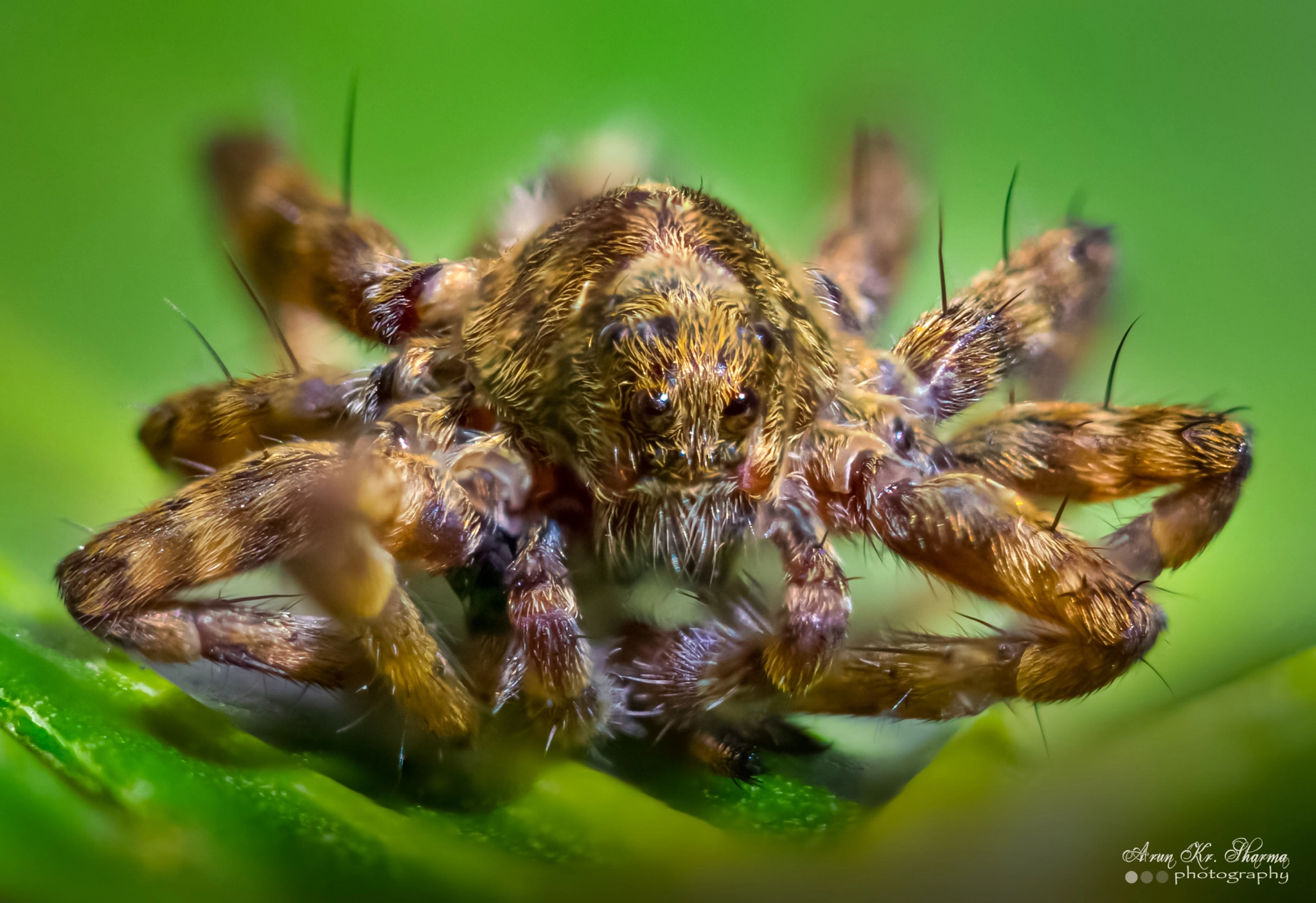 Canon EF-S 60mm F2.8 Macro USM sample photo. The spider..... photography