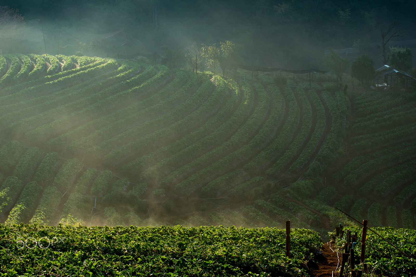 Nikon AF-S Nikkor 70-200mm F4G ED VR sample photo. Ang khang strawberry garden photography