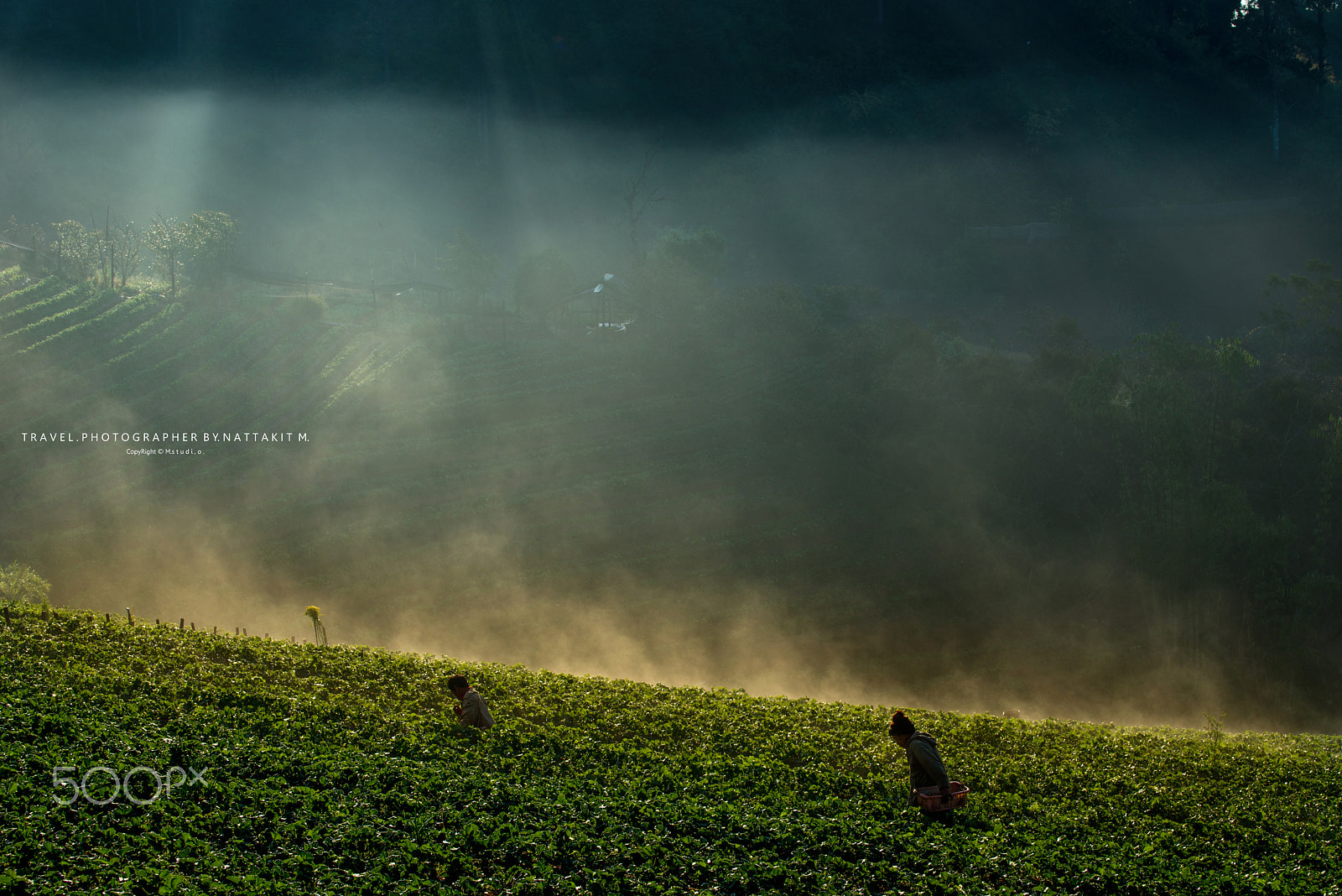 Nikon AF-S Nikkor 70-200mm F4G ED VR sample photo. Ang khang strawberry garden photography