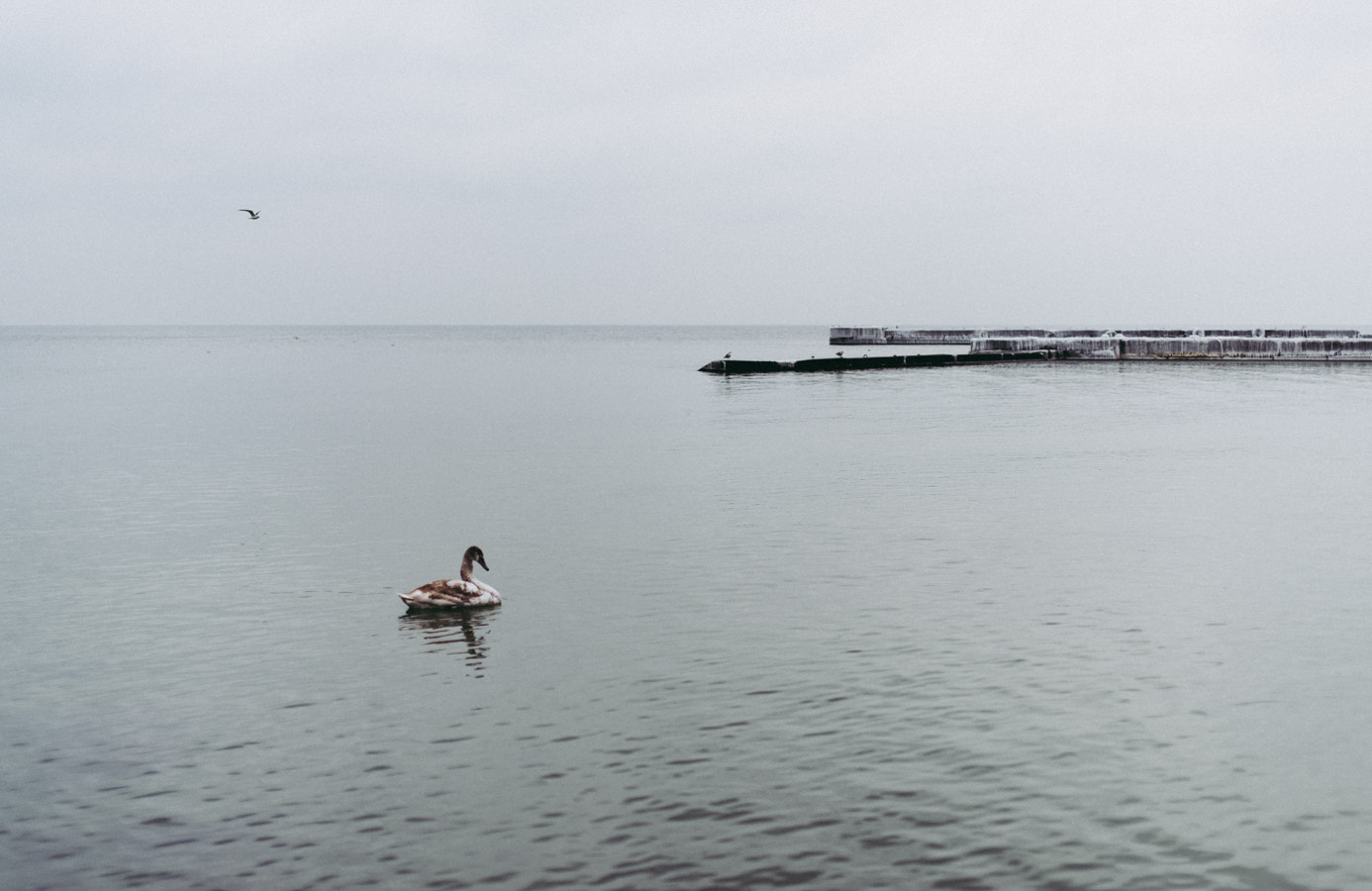 Nikon D810 + Sigma 50mm F1.4 EX DG HSM sample photo. Lonely swan photography