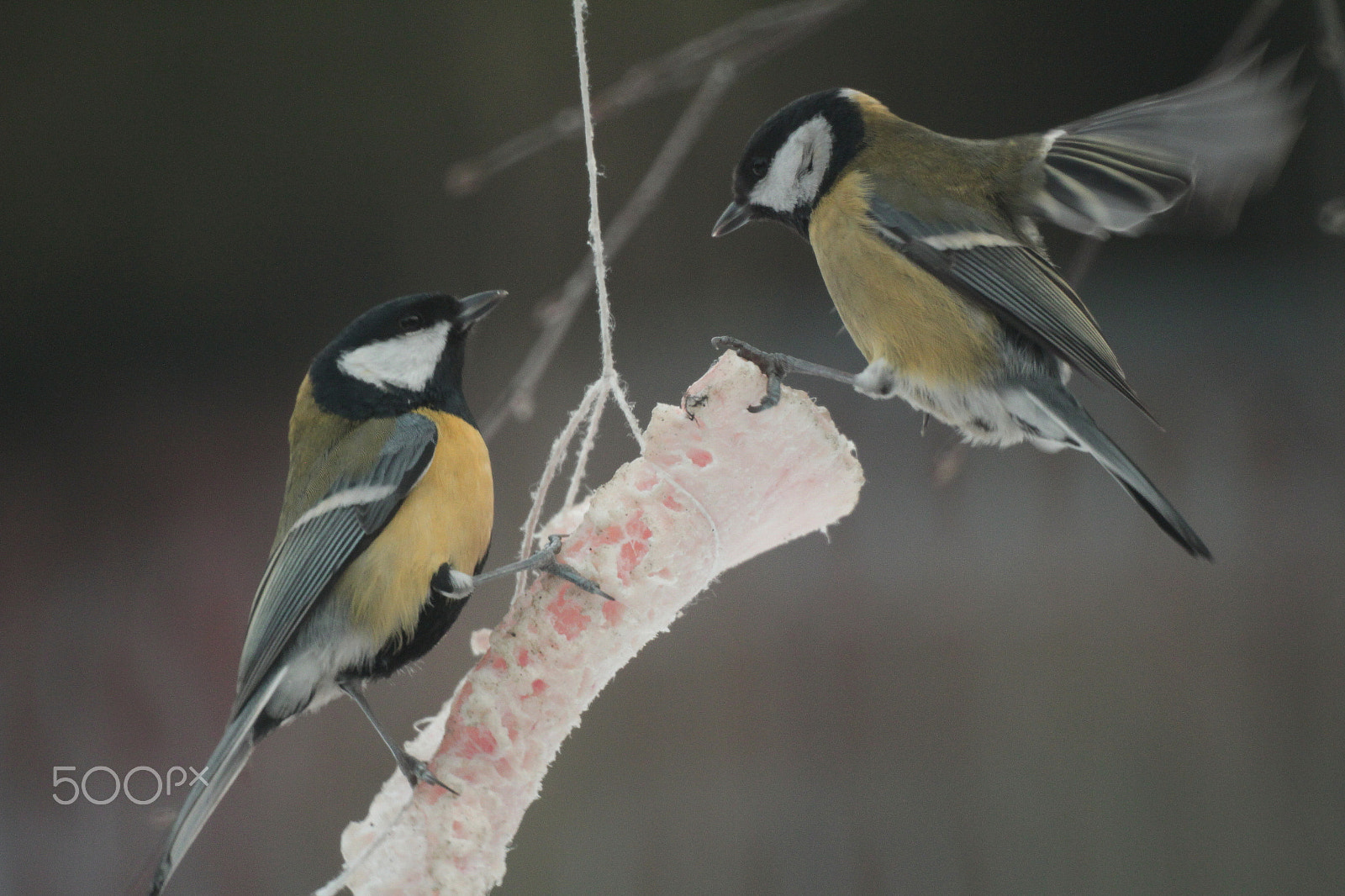 Canon EF 35-80mm f/4-5.6 sample photo. Chickadees (parus major) photography