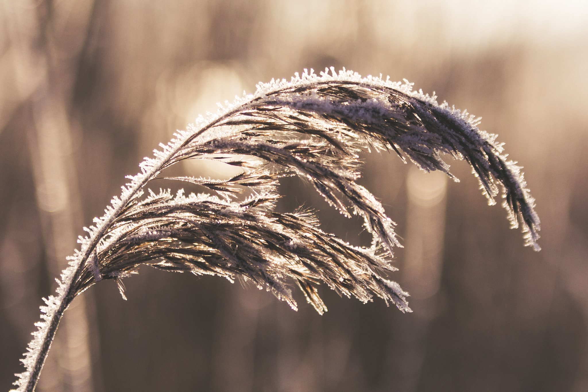 Canon EOS 40D sample photo. Long grass photography