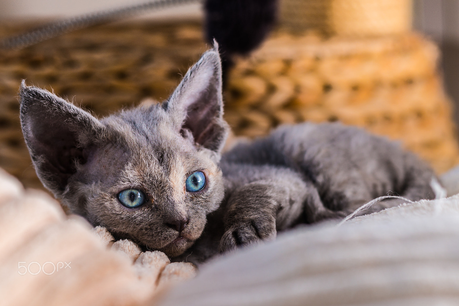 Sony a99 II + Sony 50mm F1.4 sample photo