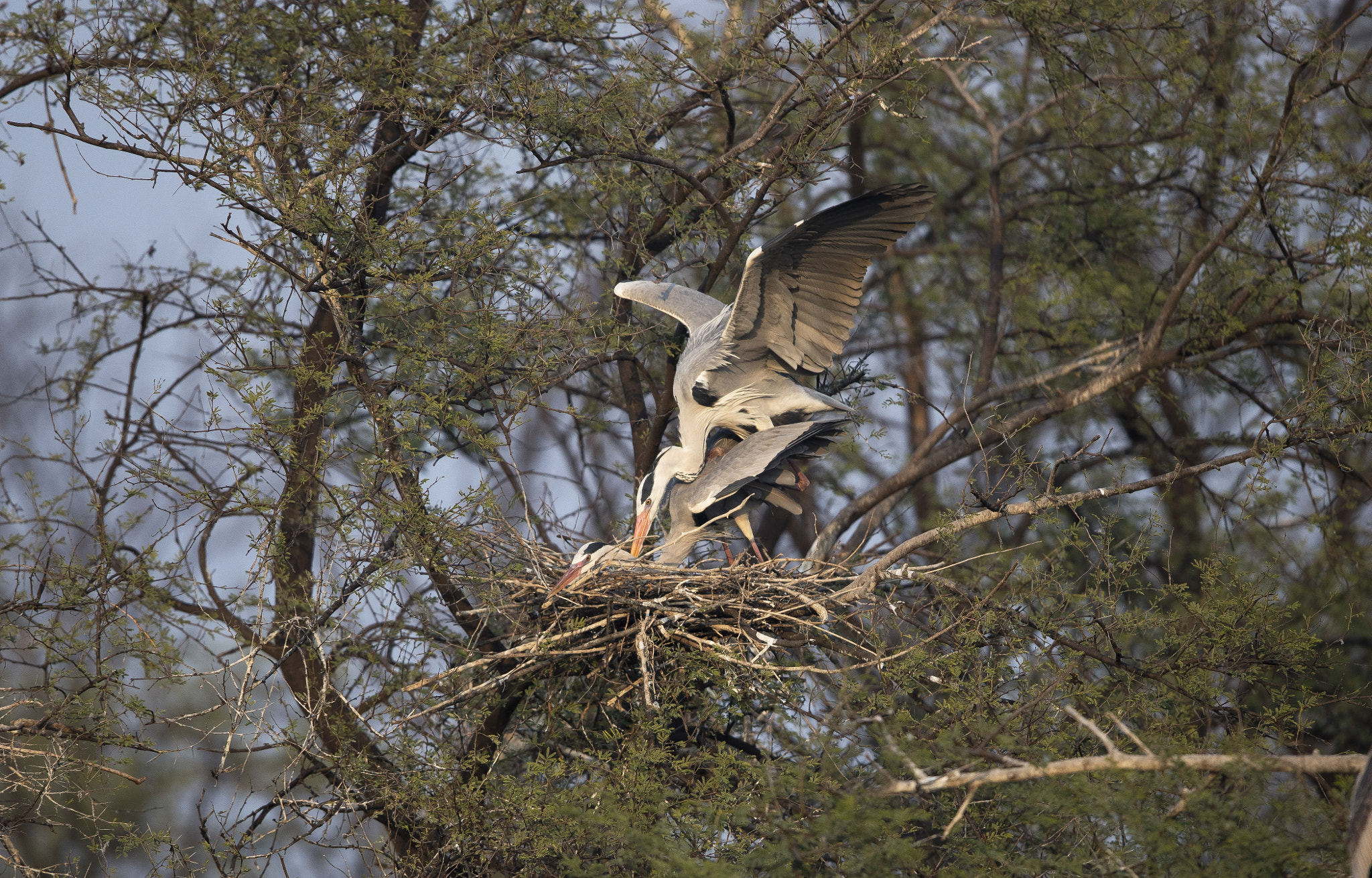 Canon EOS-1D X Mark II sample photo. Grey heron. photography