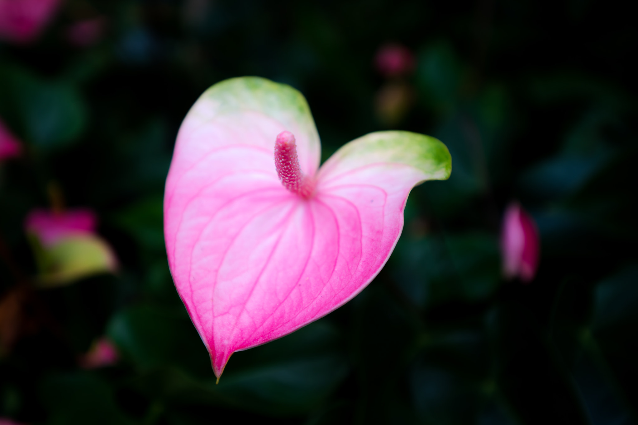 Sony a99 II + Sony Vario-Sonnar T* 16-35mm F2.8 ZA SSM II sample photo. 花心 photography