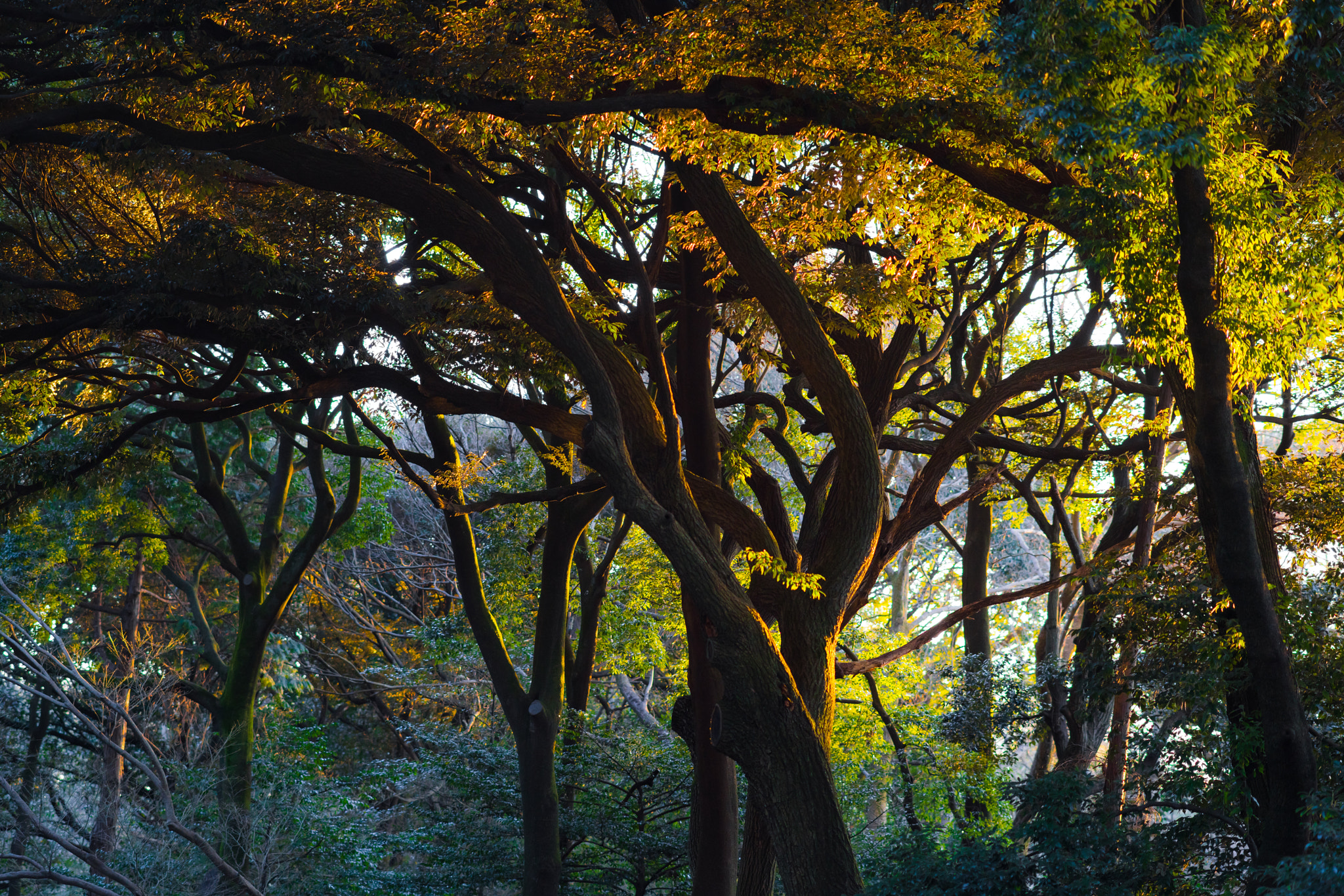 Sony Sonnar T* 135mm F1.8 ZA sample photo. 神宫之森 photography