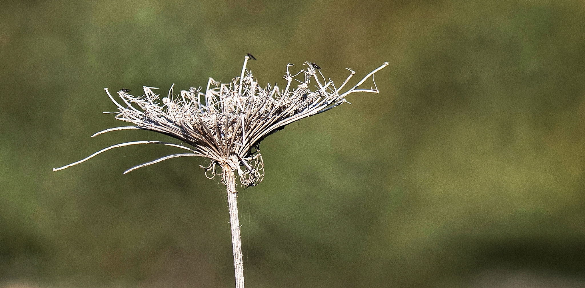 Tamron SP 70-200mm F2.8 Di VC USD sample photo. Still standing photography