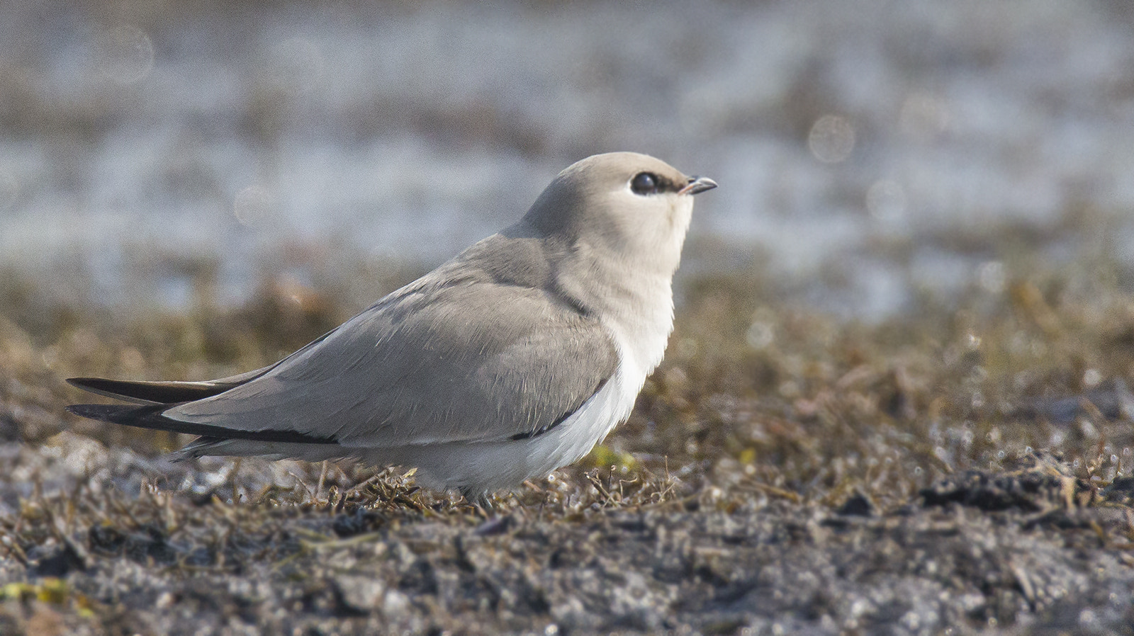Tamron SP 150-600mm F5-6.3 Di VC USD sample photo. Small pratincole photography