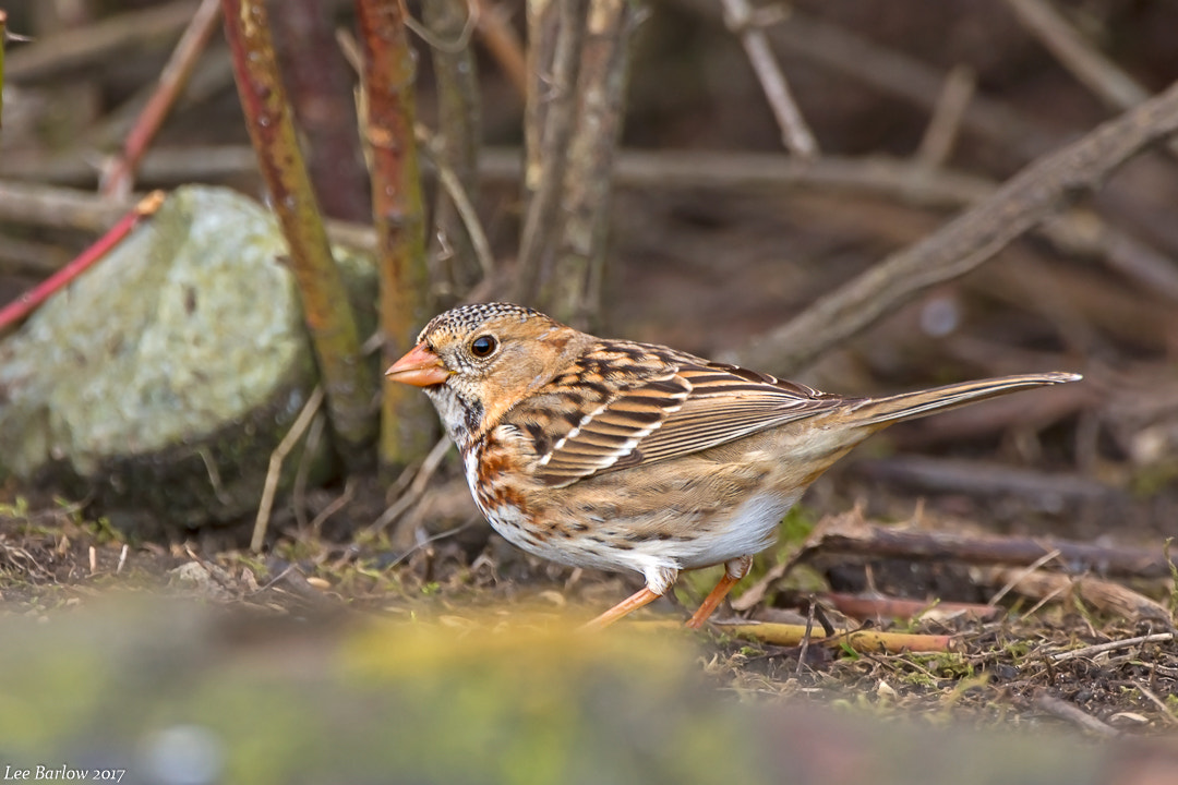Nikon AF-S Nikkor 200-400mm F4G ED-IF VR sample photo. Harris's sparrow photography