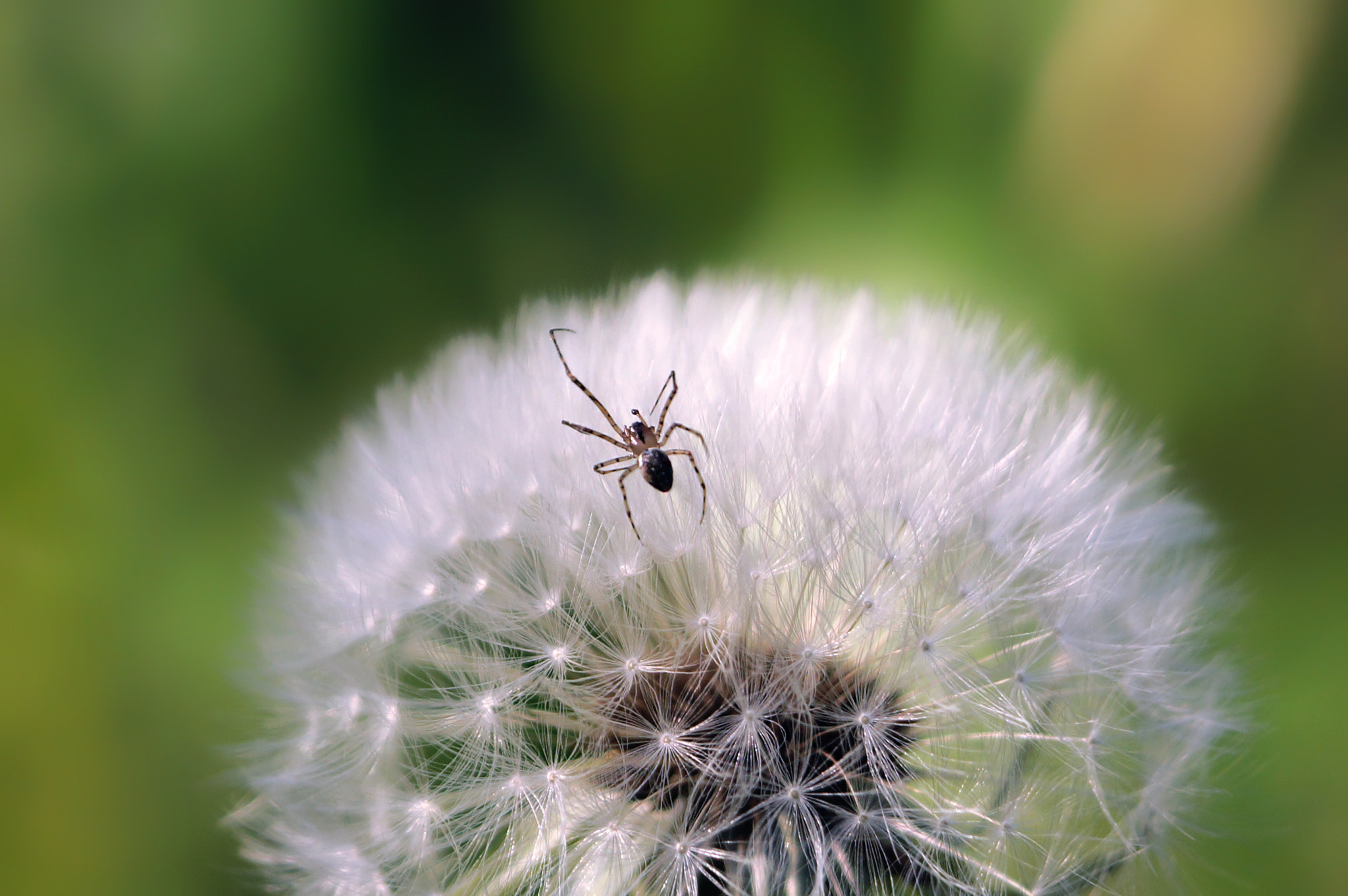 Sony SLT-A65 (SLT-A65V) sample photo. Spider with one eye on the surface creeps balogo dandelion, selective focus photography