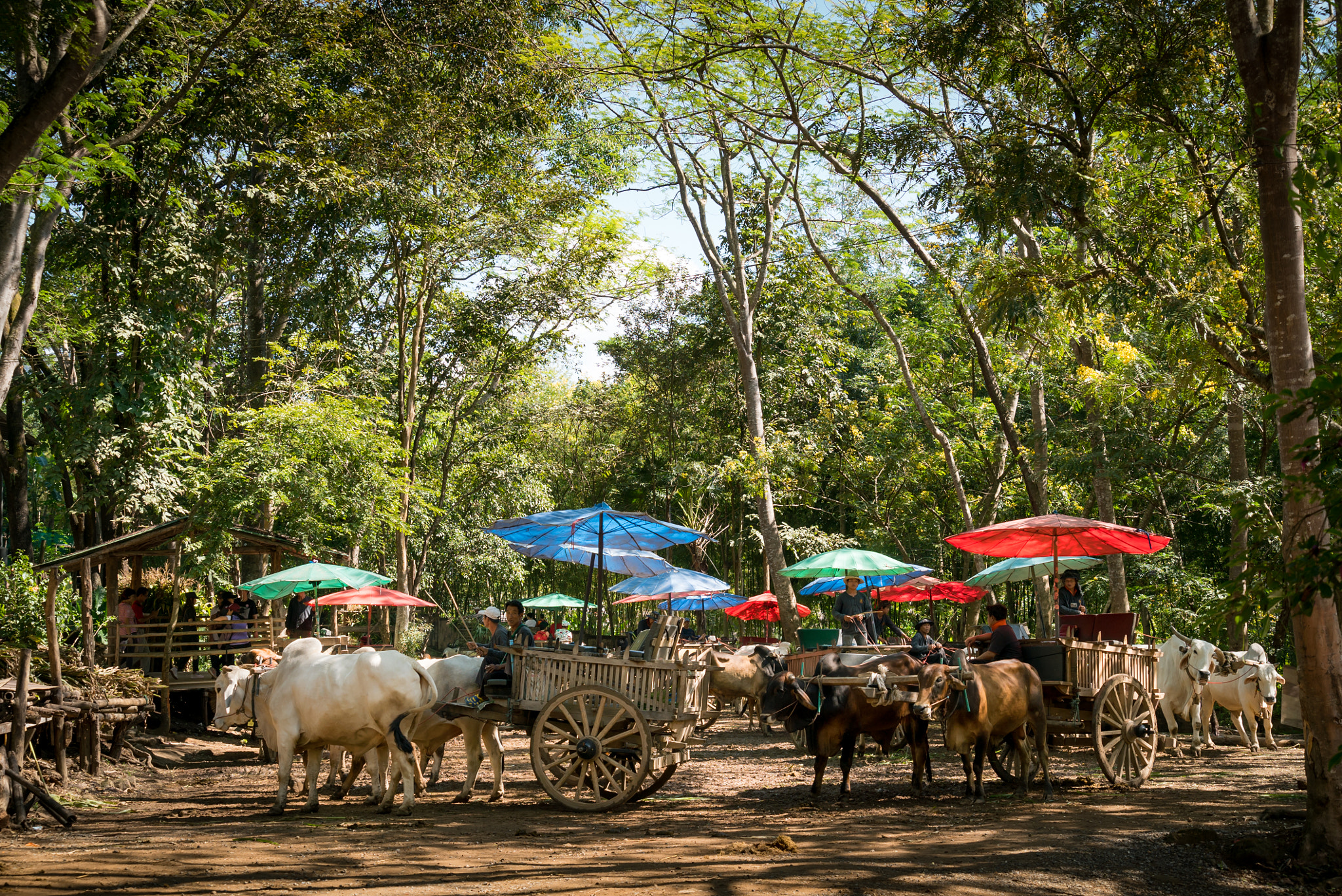 Sony a7S II + Sony FE 24-240mm F3.5-6.3 OSS sample photo. Ox cart ride, chiang mai photography