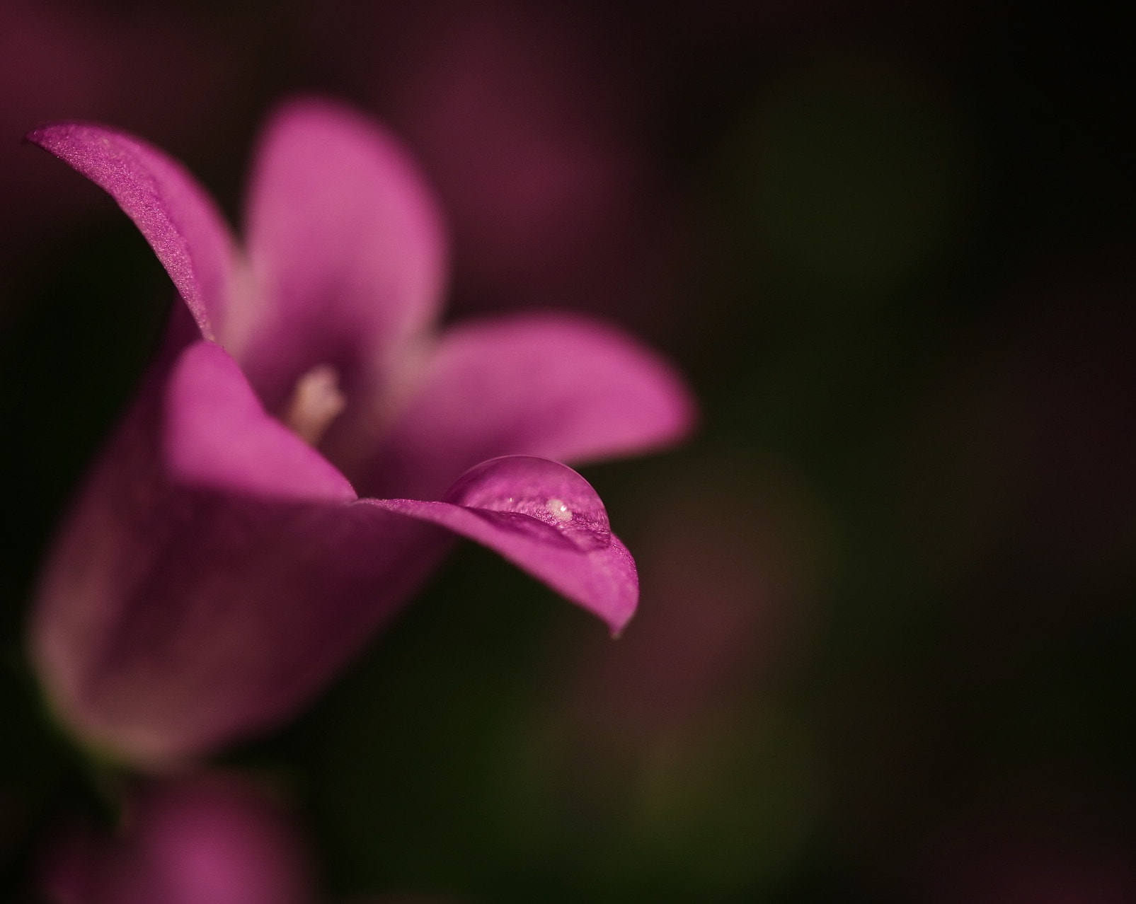 Canon EF-S 60mm F2.8 Macro USM sample photo