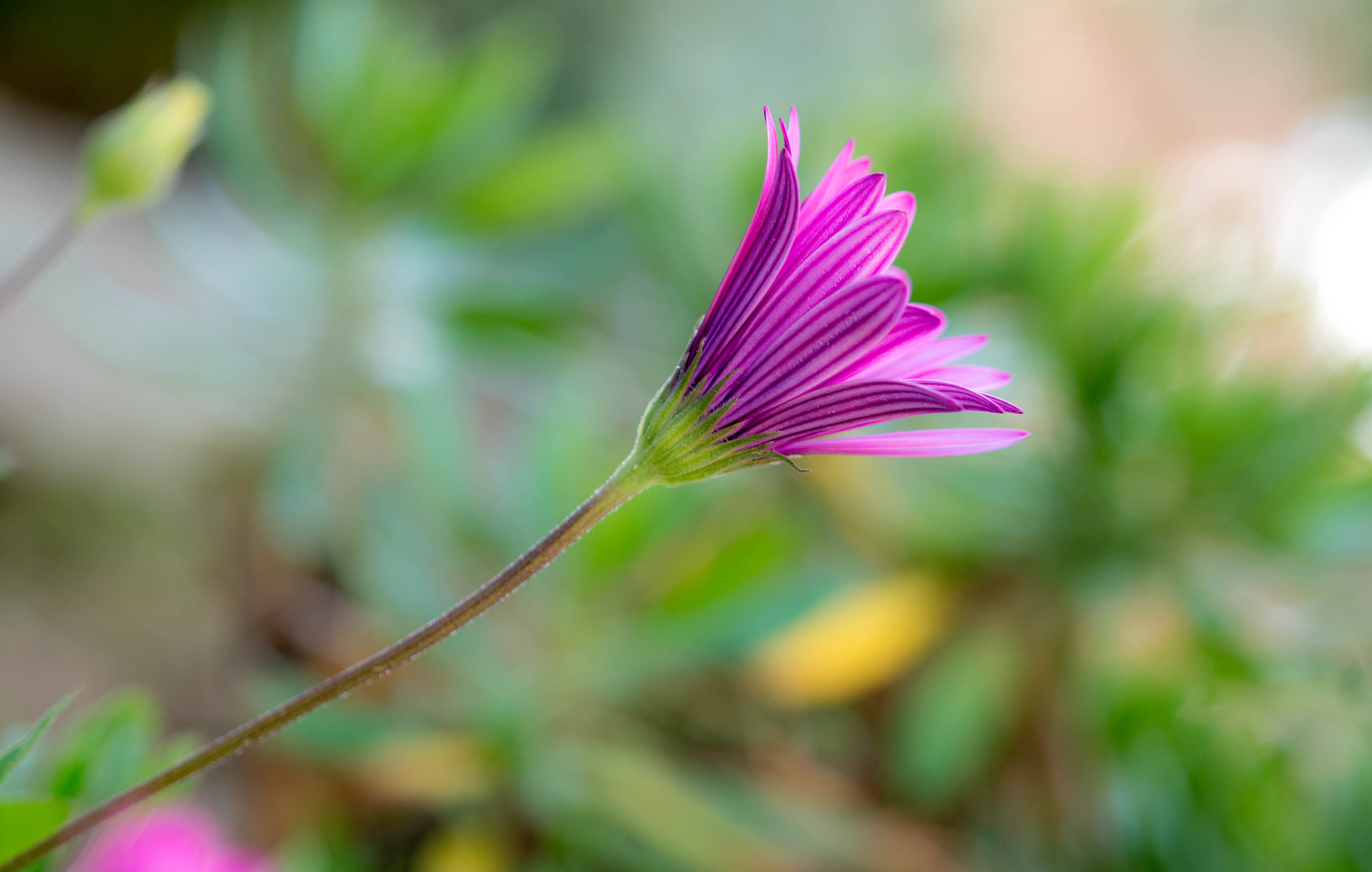 Panasonic Lumix DMC-GX8 + Olympus M.Zuiko Digital ED 40-150mm F2.8 Pro sample photo