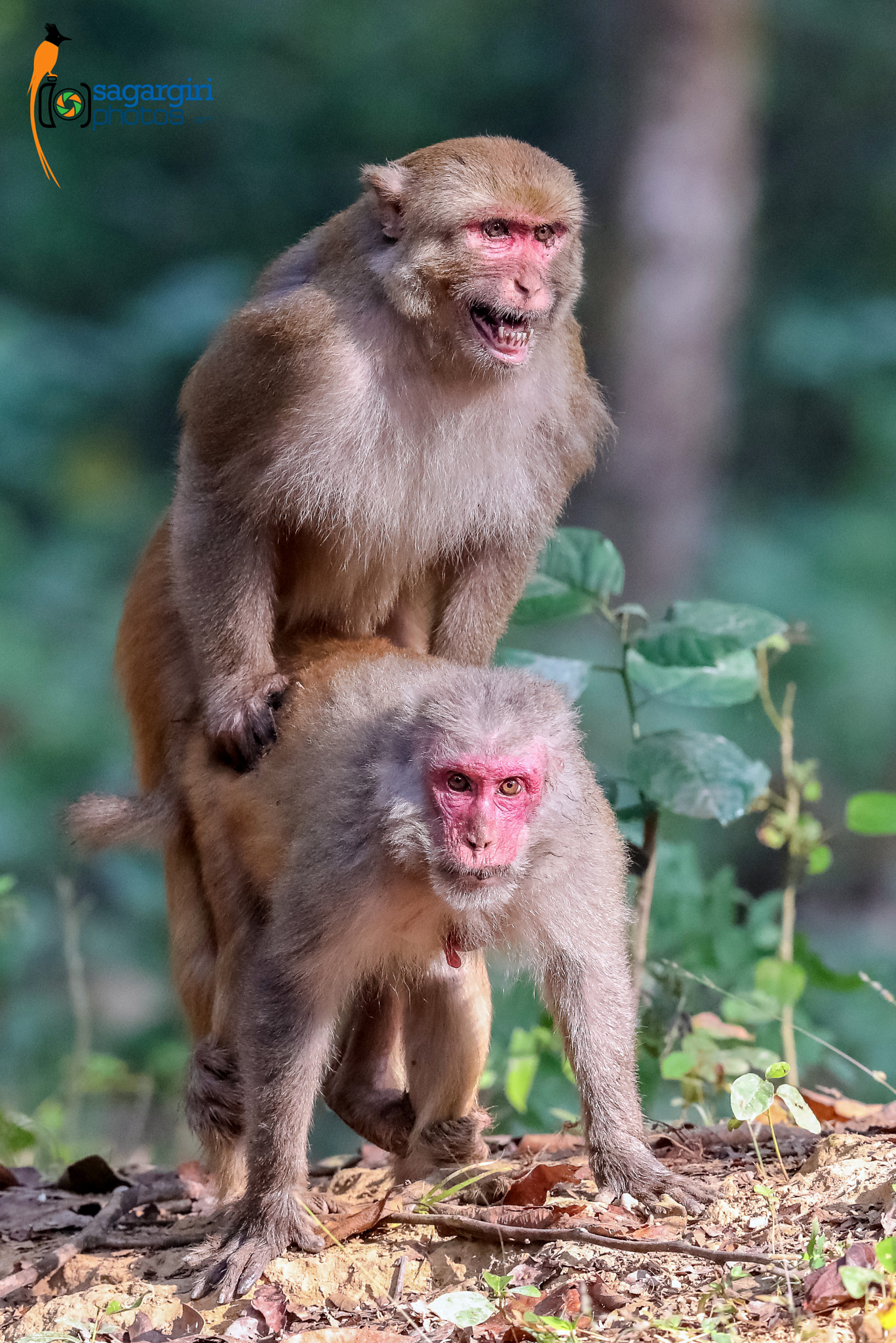 Canon EF 600mm F4L IS II USM sample photo. Rehesues macaque copulating photography