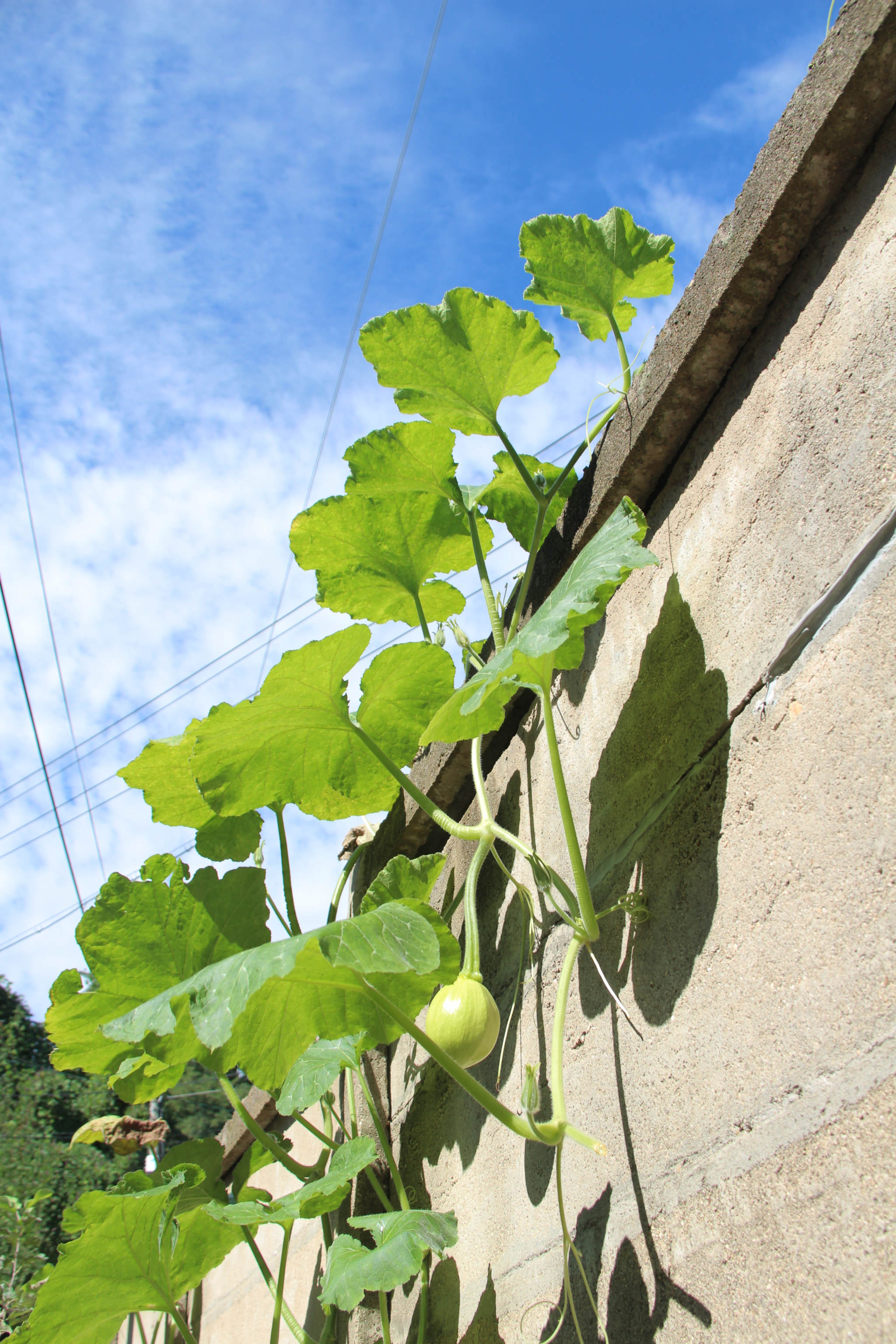 Canon EF-S 18-200mm F3.5-5.6 IS sample photo. 정겨운고향`````예쁜호박 photography