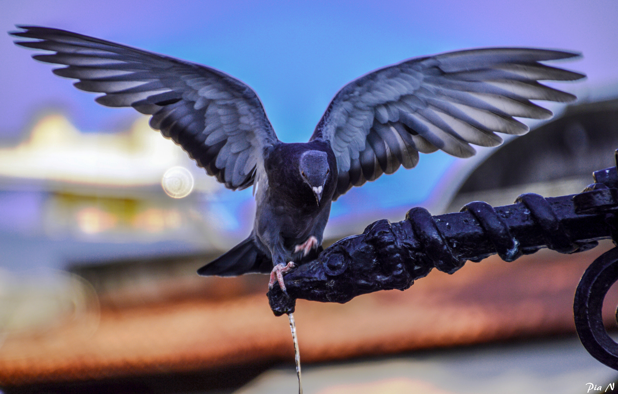 Nikon D3200 sample photo. Fly fly  photography