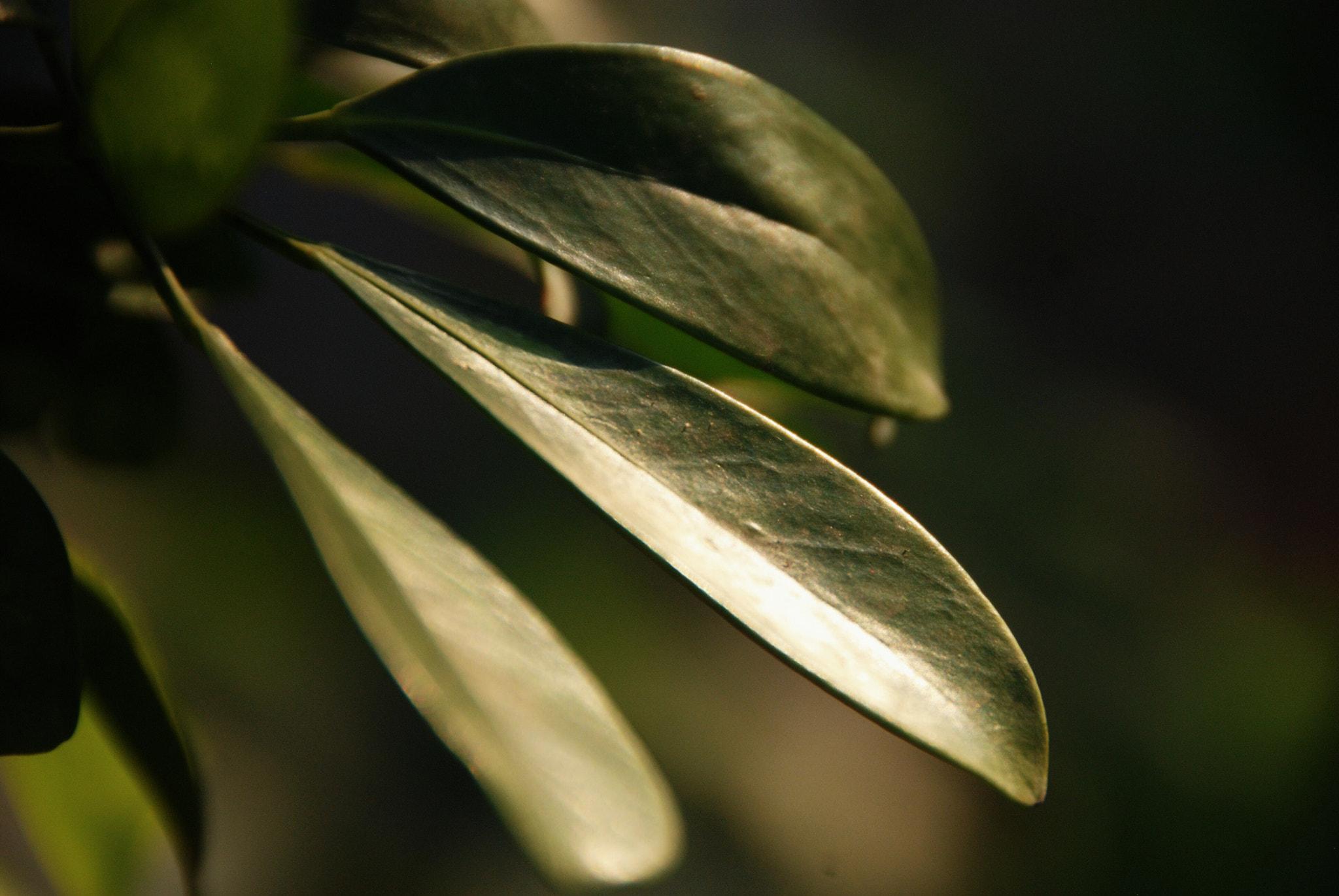 Nikon D80 sample photo. Flower photography