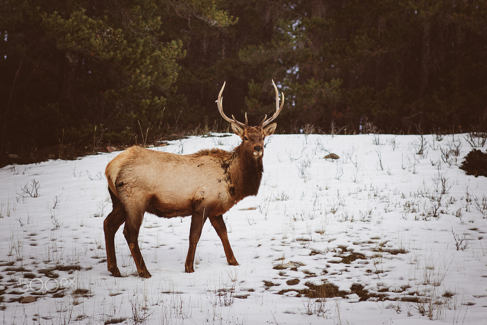 Canon EF 85mm F1.8 USM sample photo. Surprised elk photography