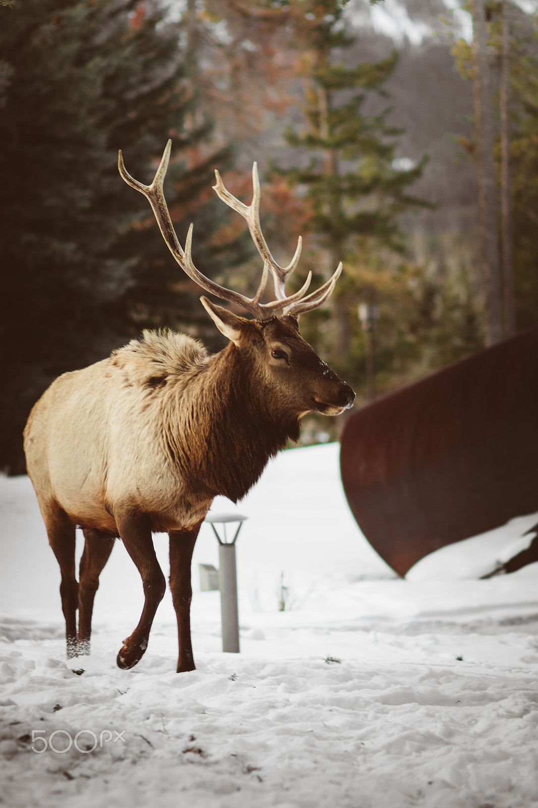 Canon EF 85mm F1.8 USM sample photo. Elk in banff photography