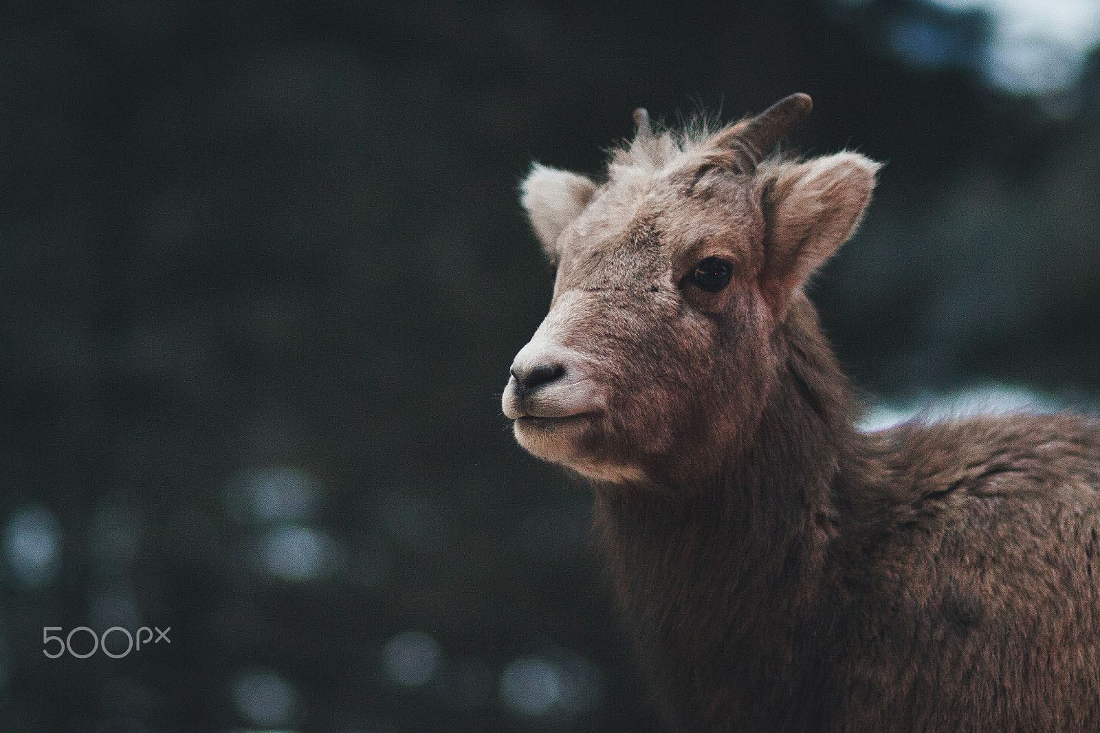 Canon EF 85mm F1.8 USM sample photo. Mountain sheep photography
