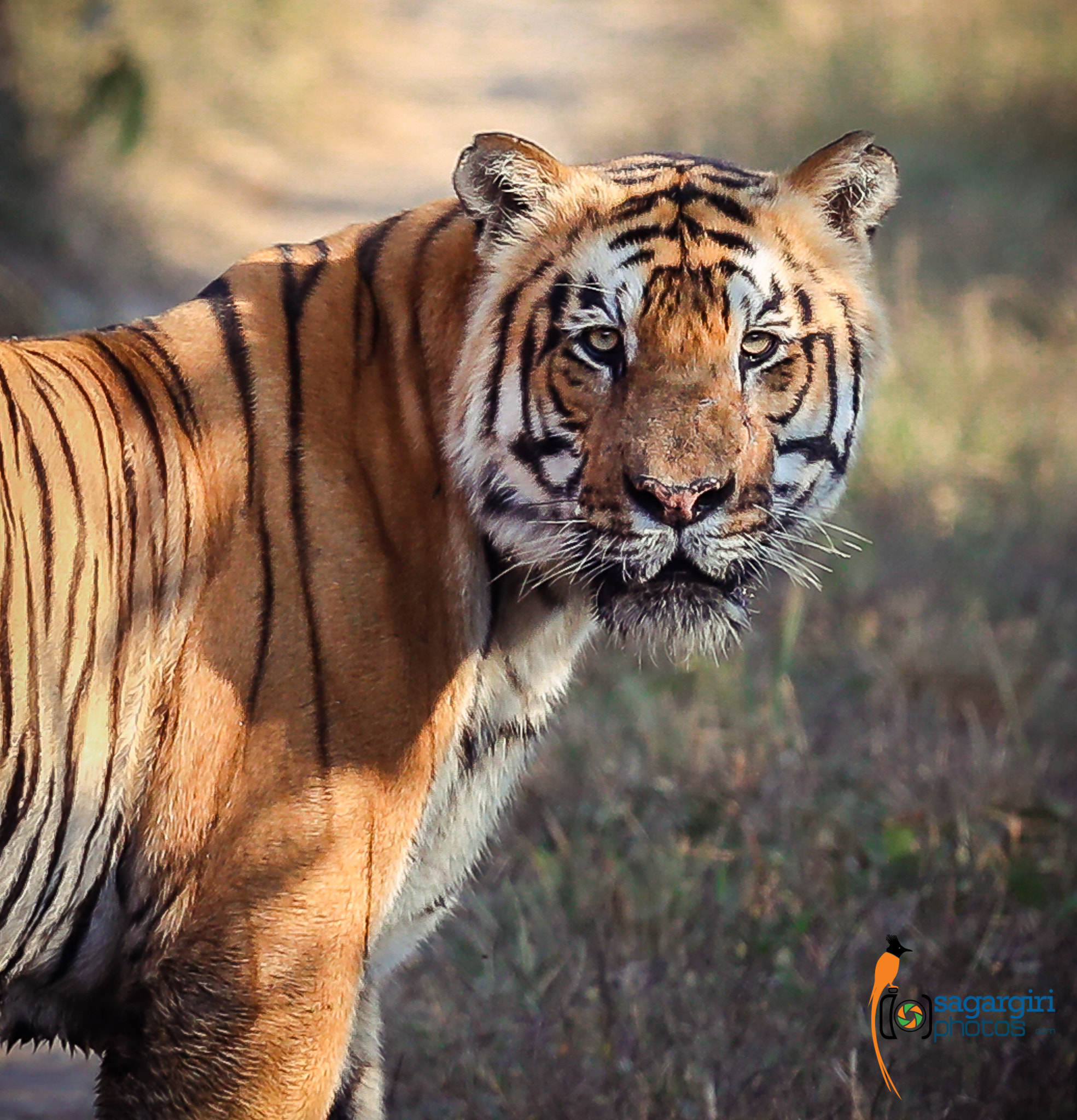 Canon EOS-1D X Mark II sample photo. Royal bengal tiger photography