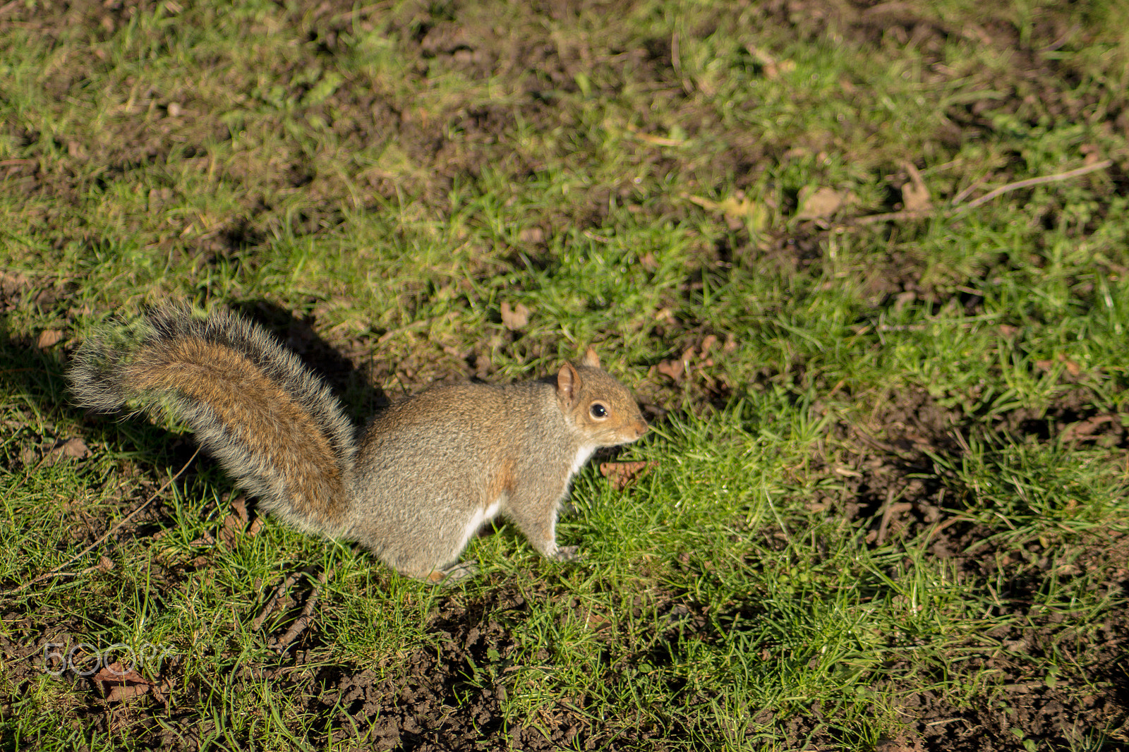 Canon EOS 100D (EOS Rebel SL1 / EOS Kiss X7) sample photo. Squirrel photography