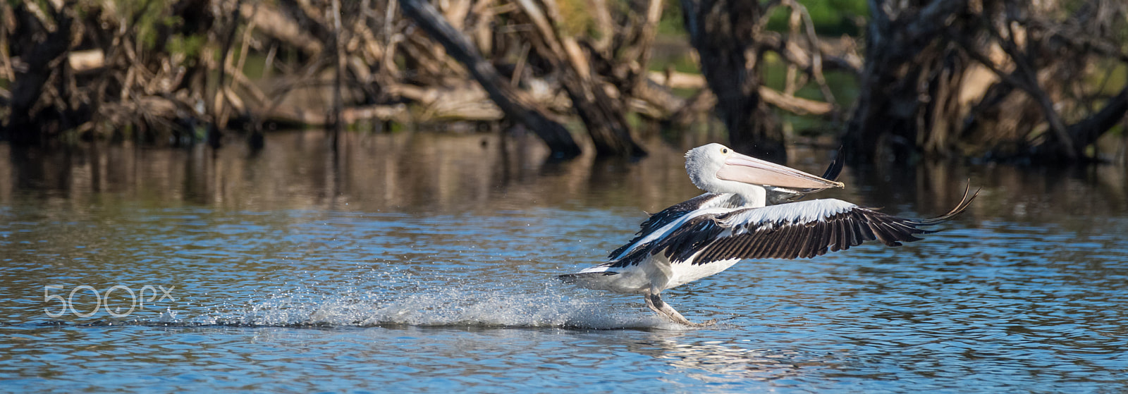 Sigma 150-600mm F5-6.3 DG OS HSM | C sample photo. Birding in the blackadder wetlands january 17, 2017  western australia photography