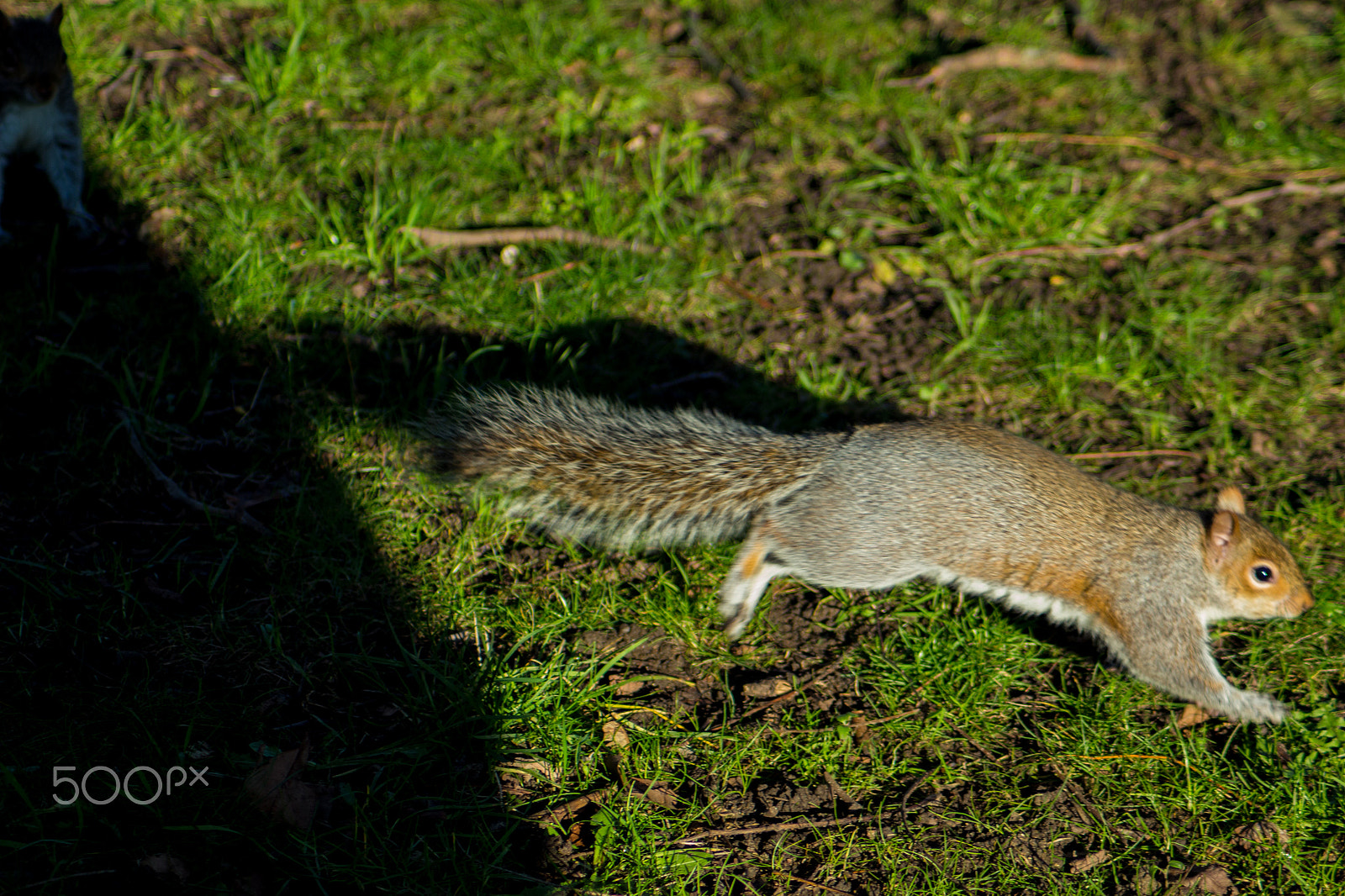 Canon EOS 100D (EOS Rebel SL1 / EOS Kiss X7) sample photo. Run for it! photography