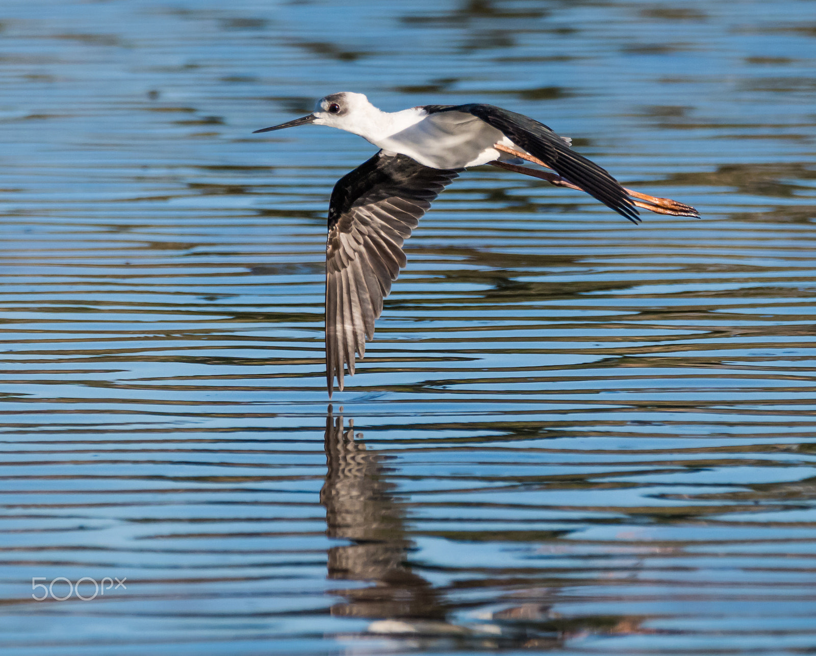 Sigma 150-600mm F5-6.3 DG OS HSM | C sample photo. Birding in the blackadder wetlands january 17, 2017  western australia photography