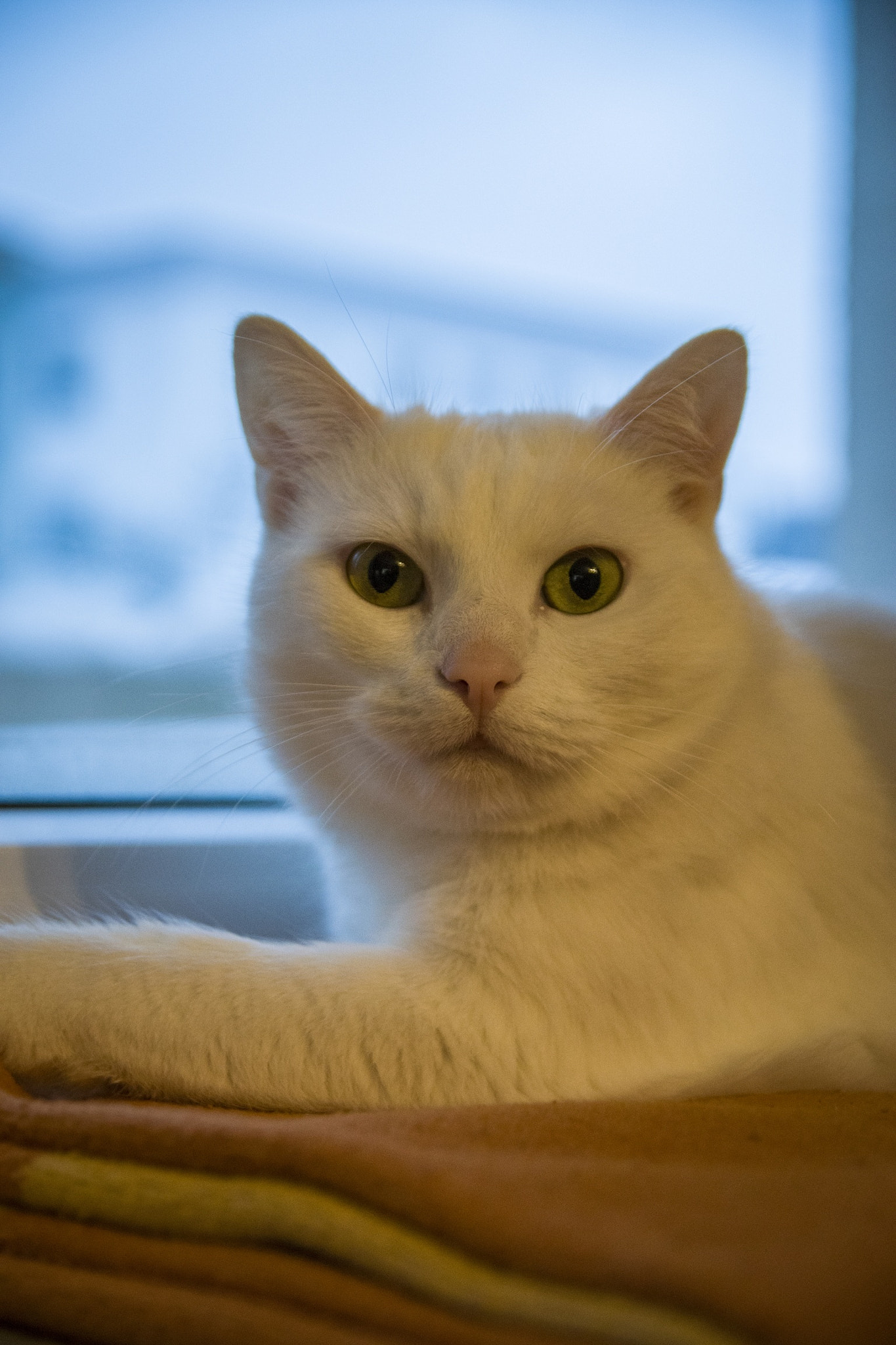 Sigma 17-50mm F2.8 EX DC OS HSM sample photo. Gina photography