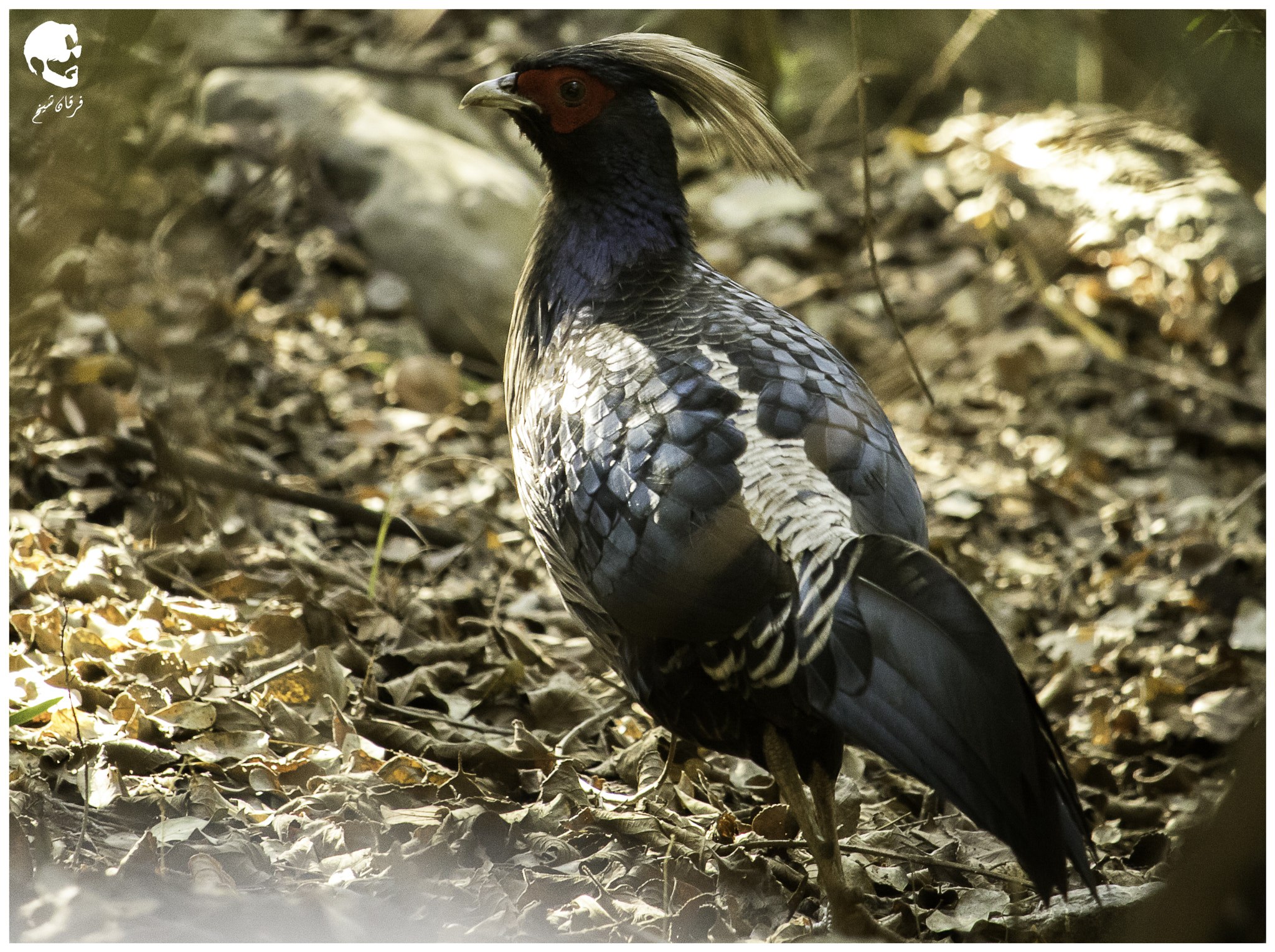 Canon EF-S 55-250mm F4-5.6 IS STM sample photo. Khalij pheasant photography
