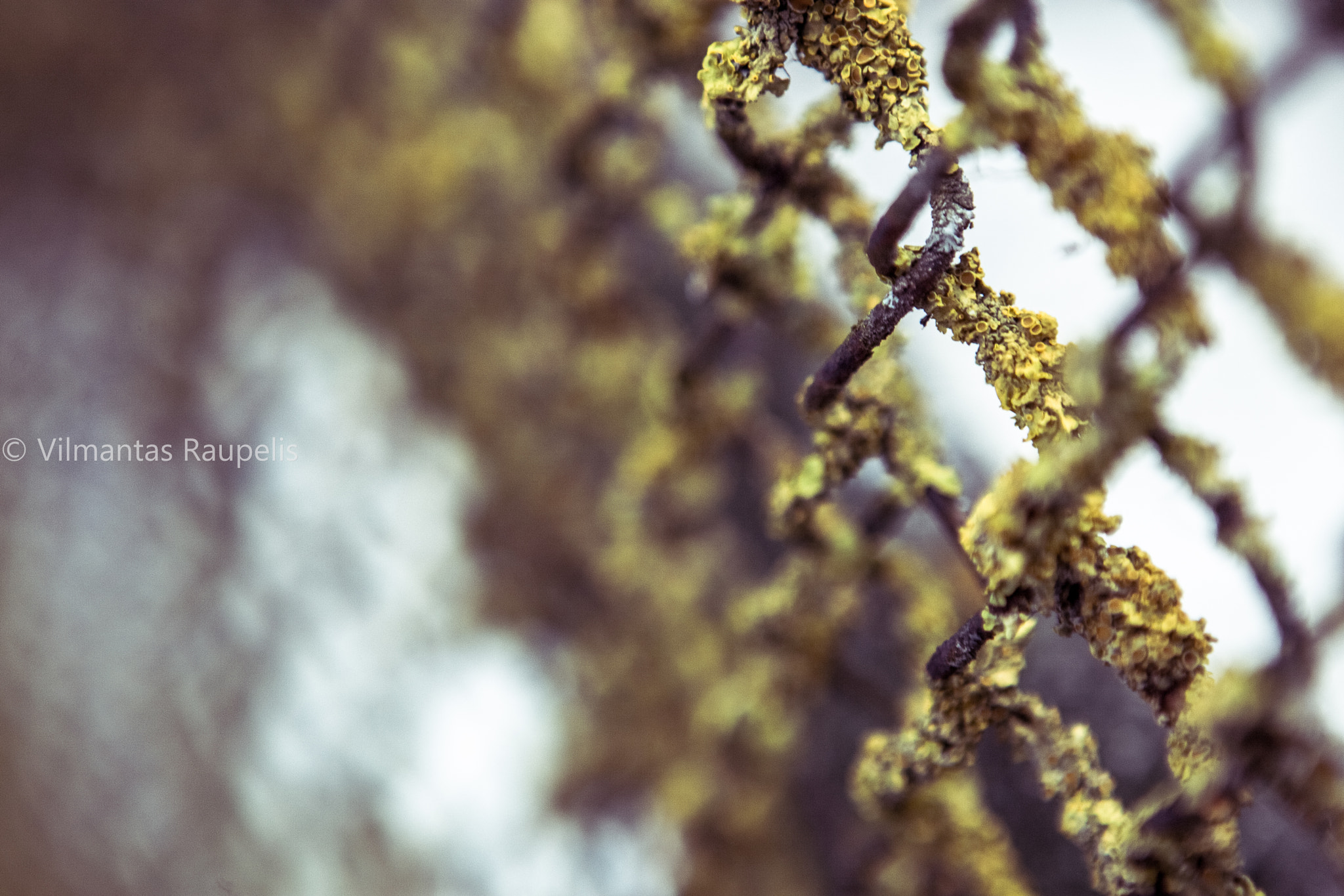 Canon EOS-1D Mark III sample photo. Natural game photography