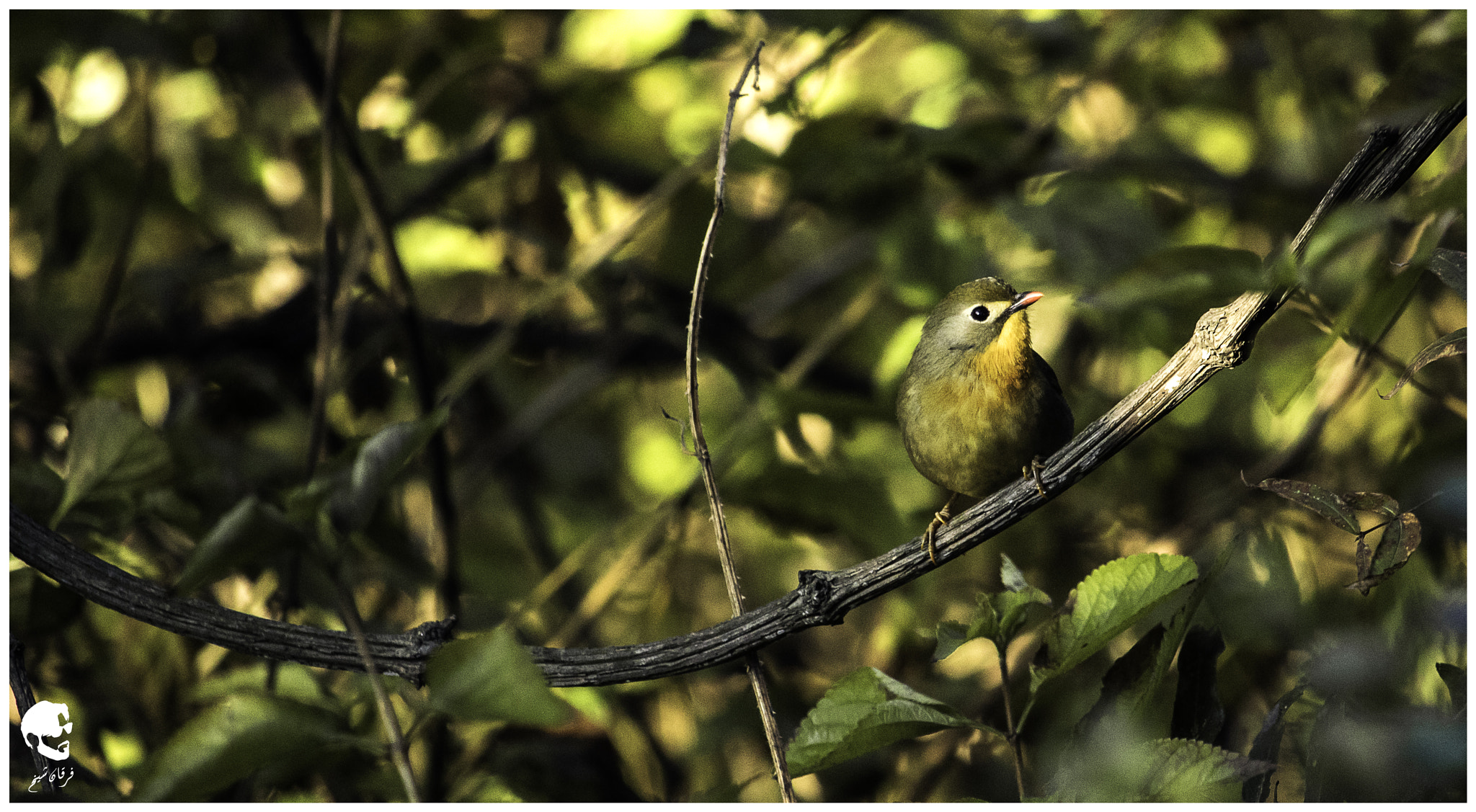 Canon EF-S 55-250mm F4-5.6 IS STM sample photo. Red billed leiothrix photography