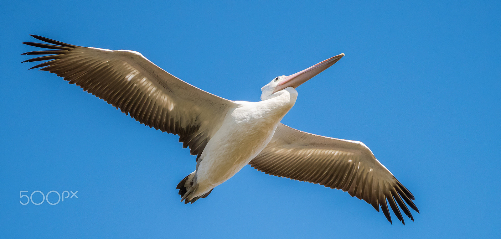 Sigma 150-600mm F5-6.3 DG OS HSM | C sample photo. Birds in flight, western australia photography