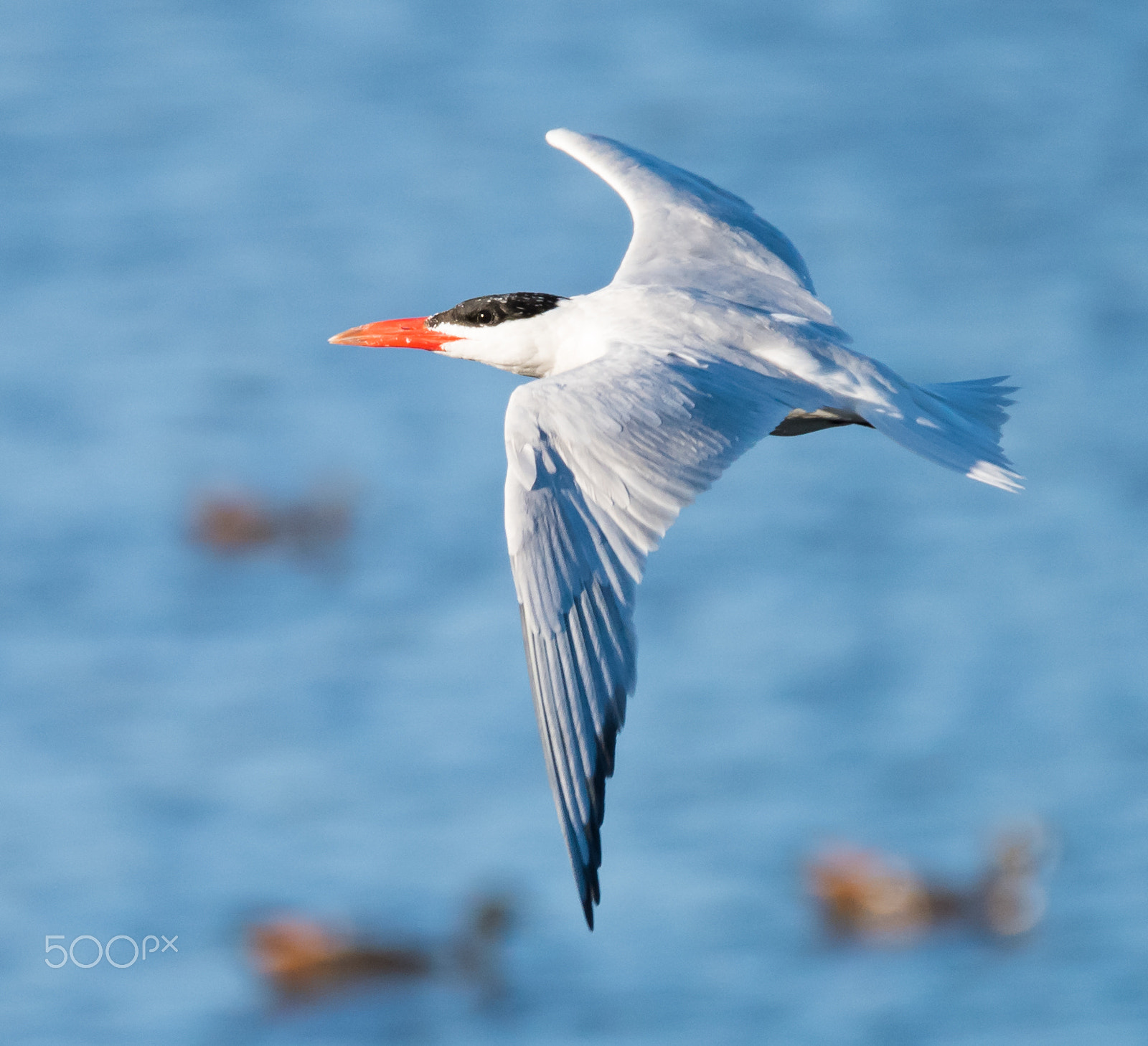 Sigma 150-600mm F5-6.3 DG OS HSM | C sample photo. Birds in flight, western australia photography