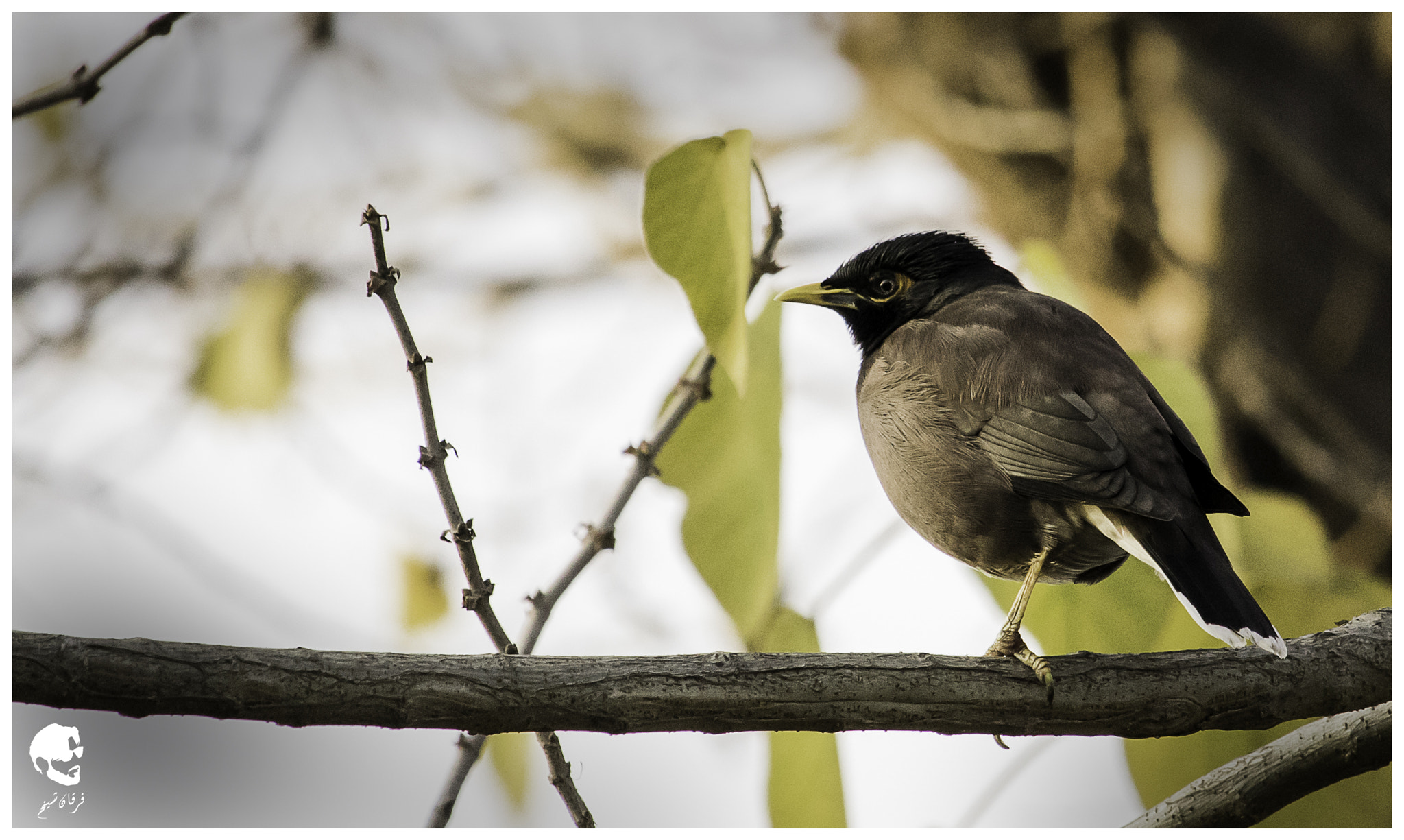Canon EOS 7D Mark II + Canon EF-S 55-250mm F4-5.6 IS STM sample photo. Common myna photography