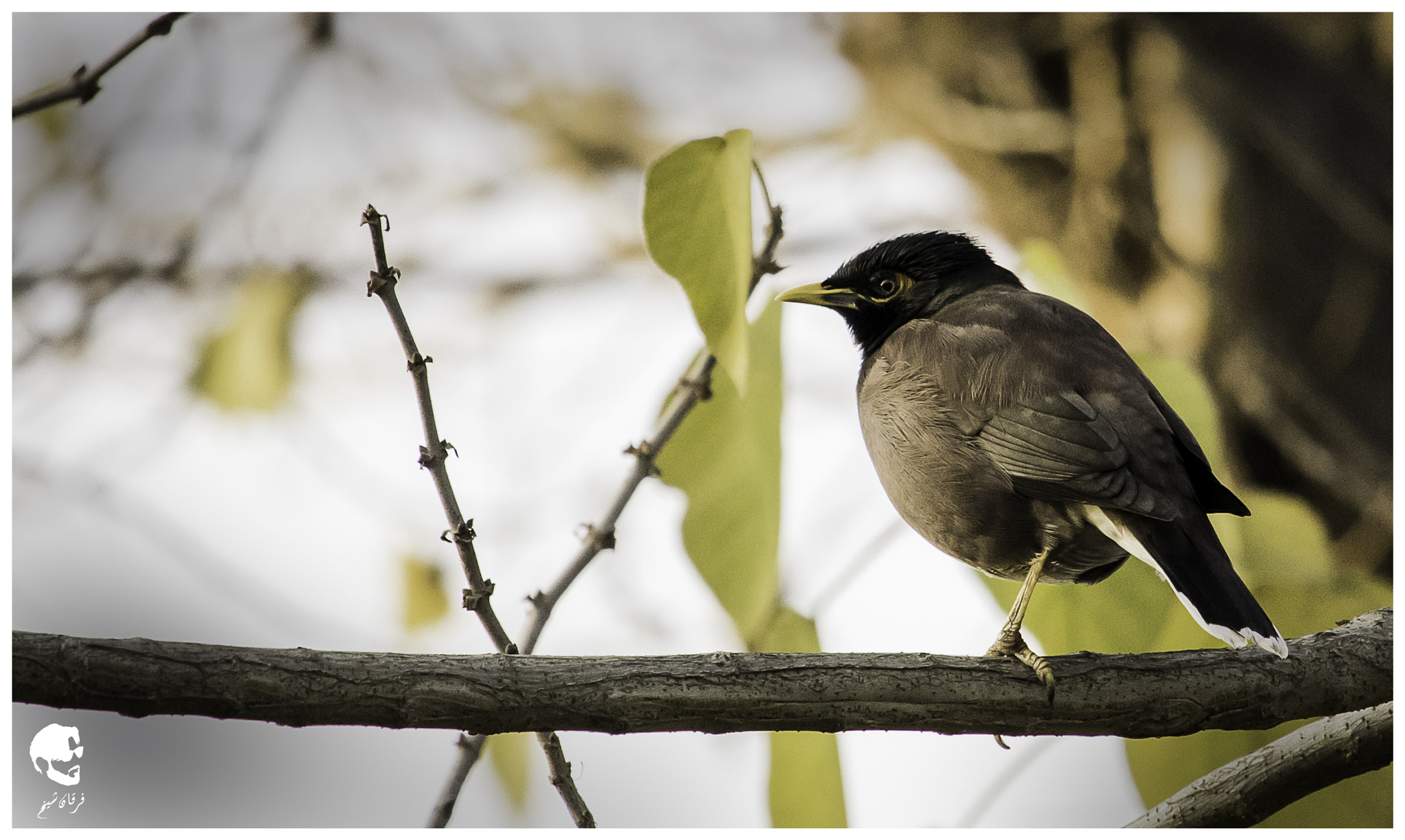 Canon EF-S 55-250mm F4-5.6 IS STM sample photo. Common myna photography