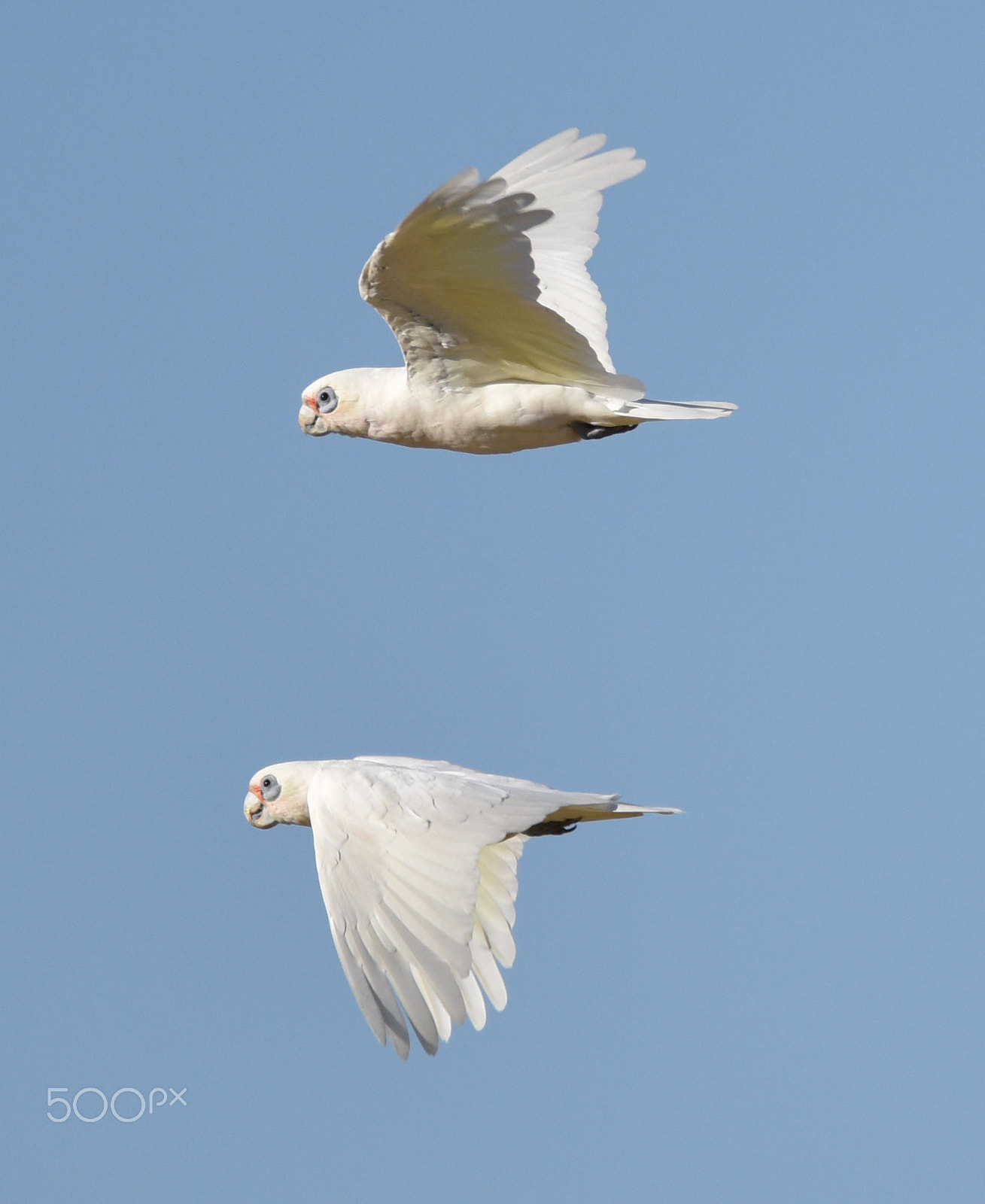Sigma 150-600mm F5-6.3 DG OS HSM | C sample photo. Corellas in flight photography