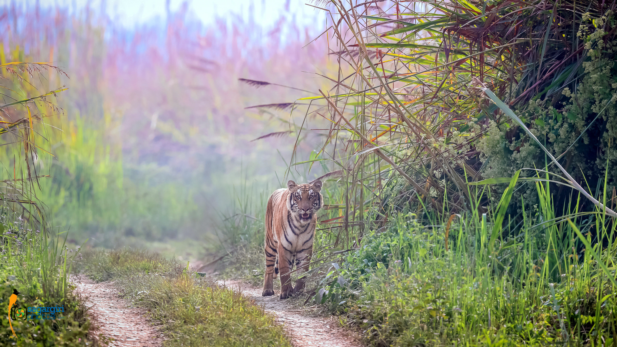Canon EF 600mm F4L IS II USM sample photo. Royal bengal tiger photography