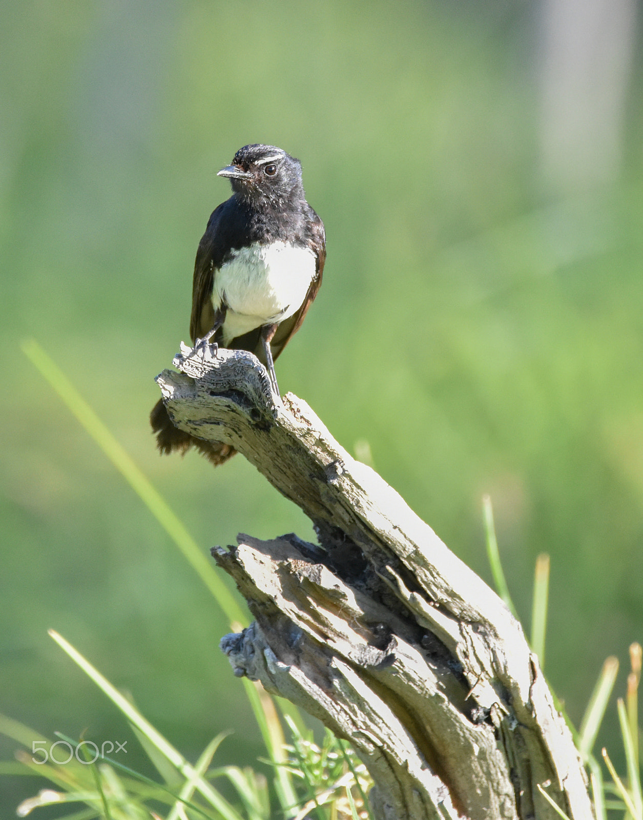 Sigma 150-600mm F5-6.3 DG OS HSM | C sample photo. Willie wag-tail photography