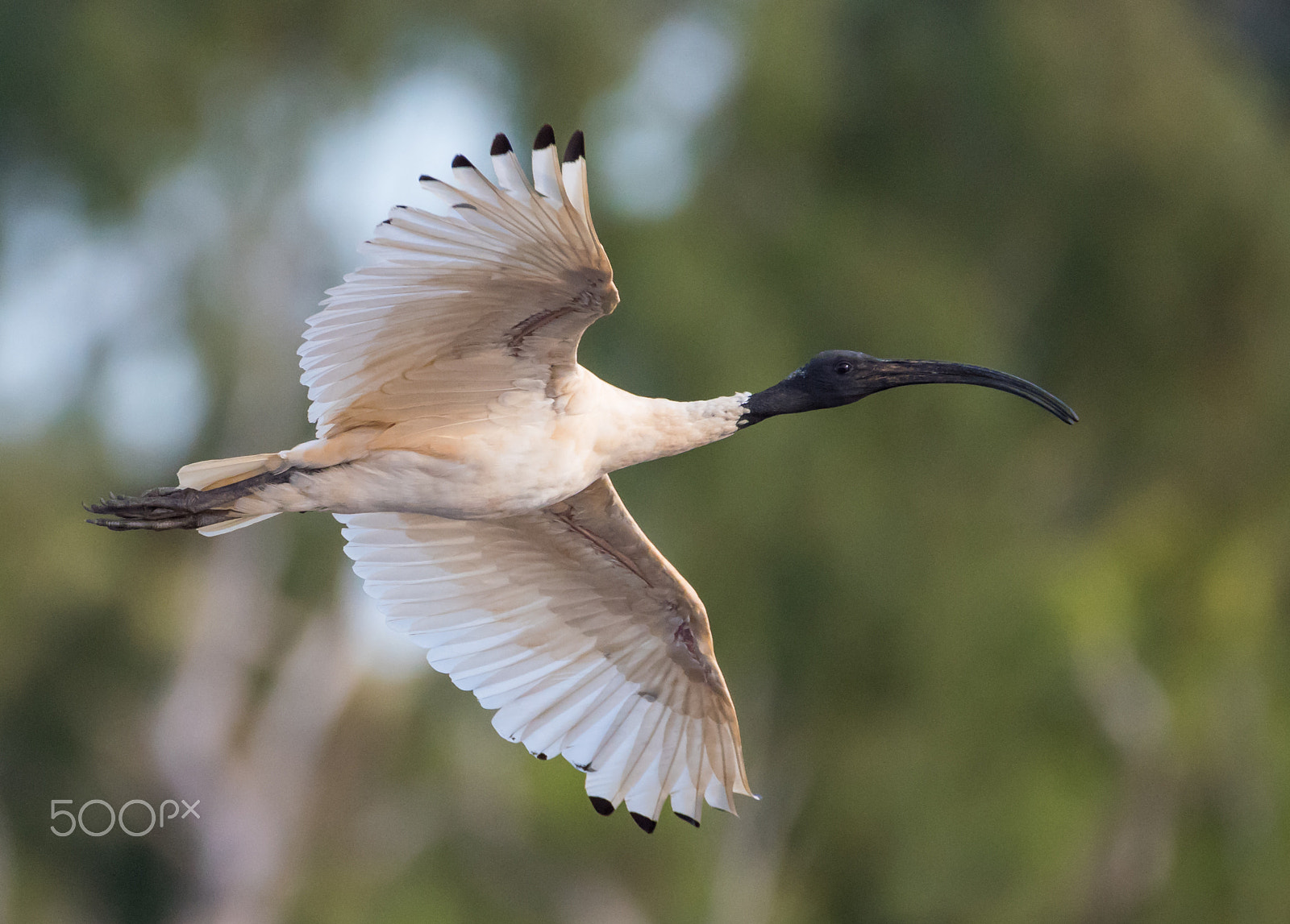 Sigma 150-600mm F5-6.3 DG OS HSM | C sample photo. Flying ibis photography